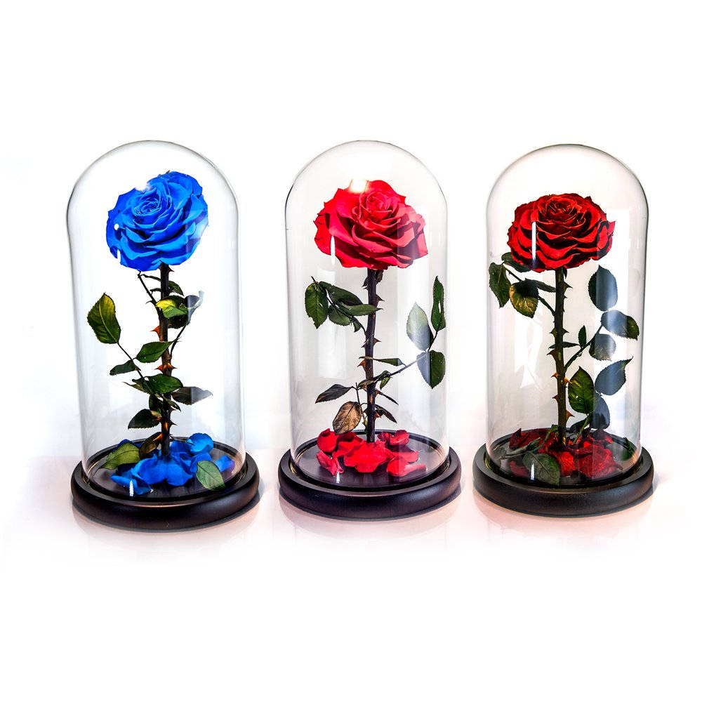 Beauty And The Beast Rose, blue rose, red rose, SD Desktop Wallpaper