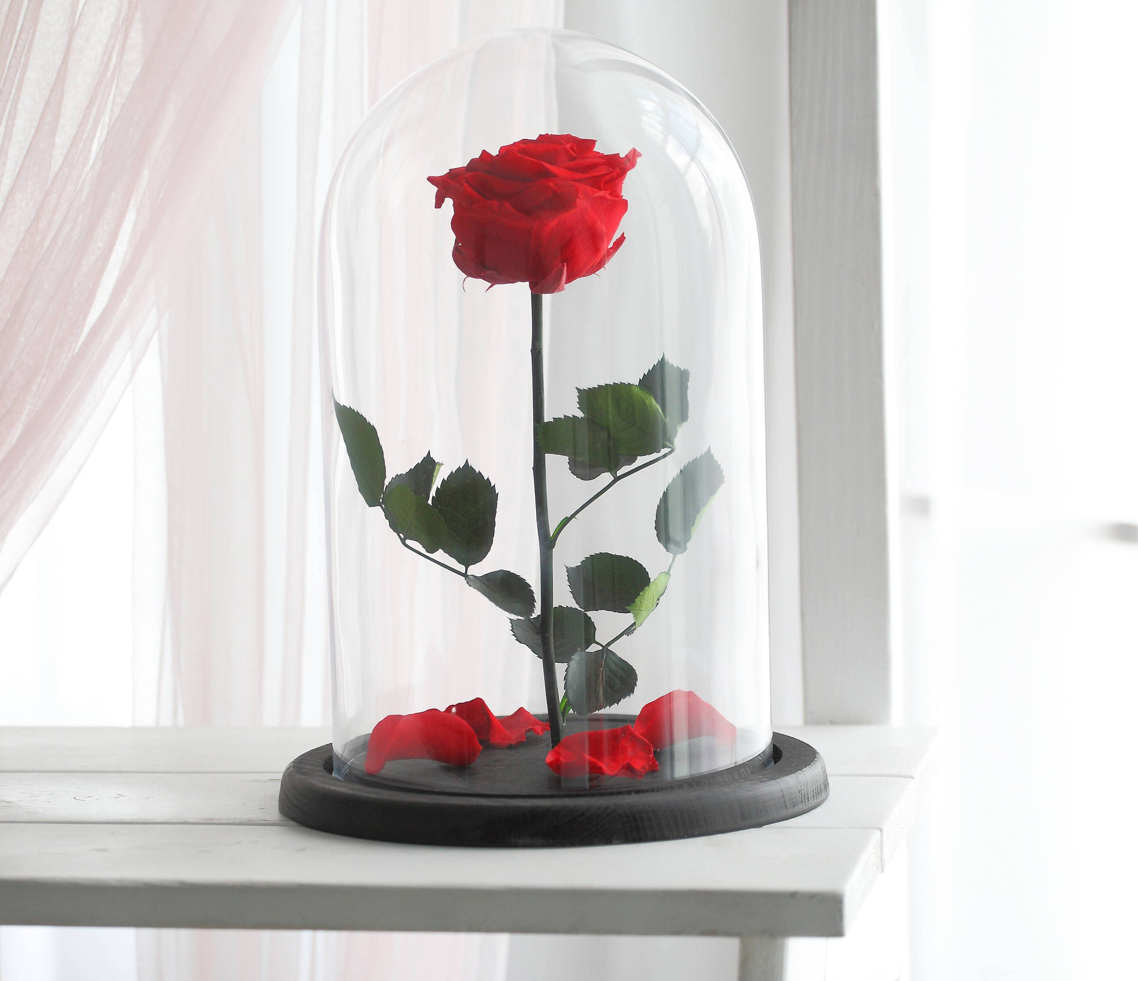 Beauty And The Beast Rose, vibrant red rose, glass dome, Full HD Desktop Wallpaper