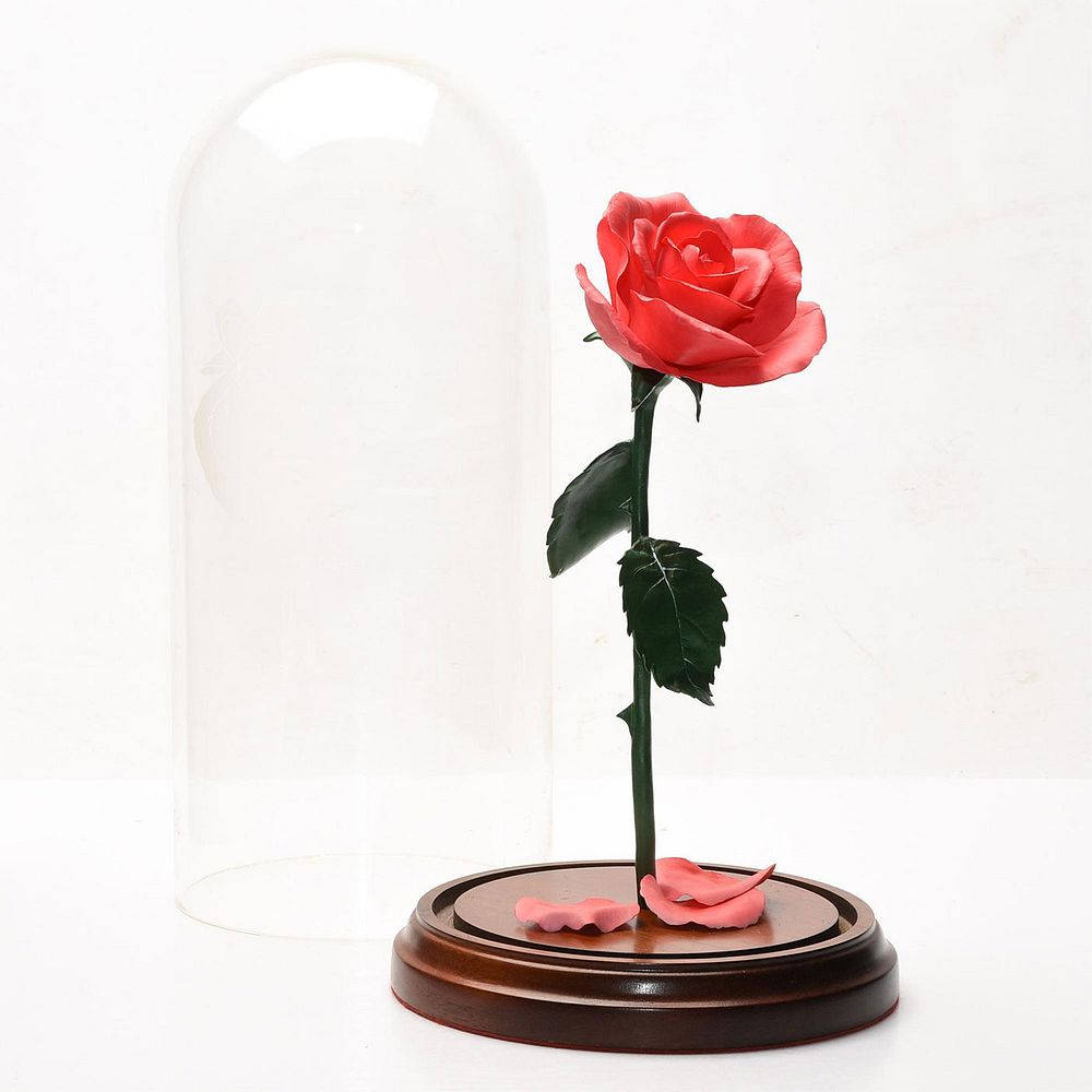 Beauty And The Beast Rose, vibrant red rose, glass dome, SD Desktop Wallpaper