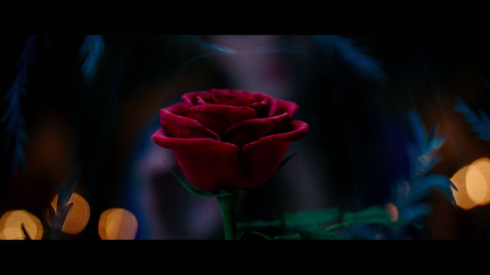 Beauty And The Beast Rose, deep red rose, dark backdrop, Full HD Desktop Wallpaper