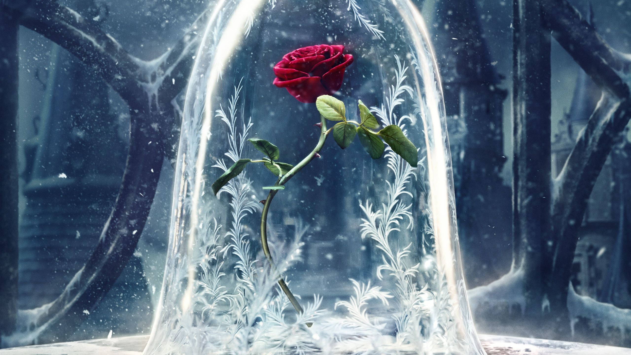 Beauty And The Beast, live action rose, red rose, 2K Desktop Wallpaper