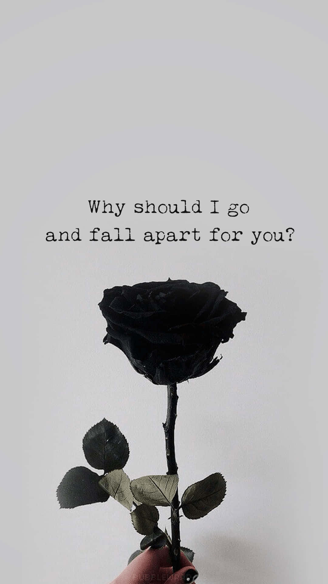 black rose, white background, hand, Full HD Phone Wallpaper