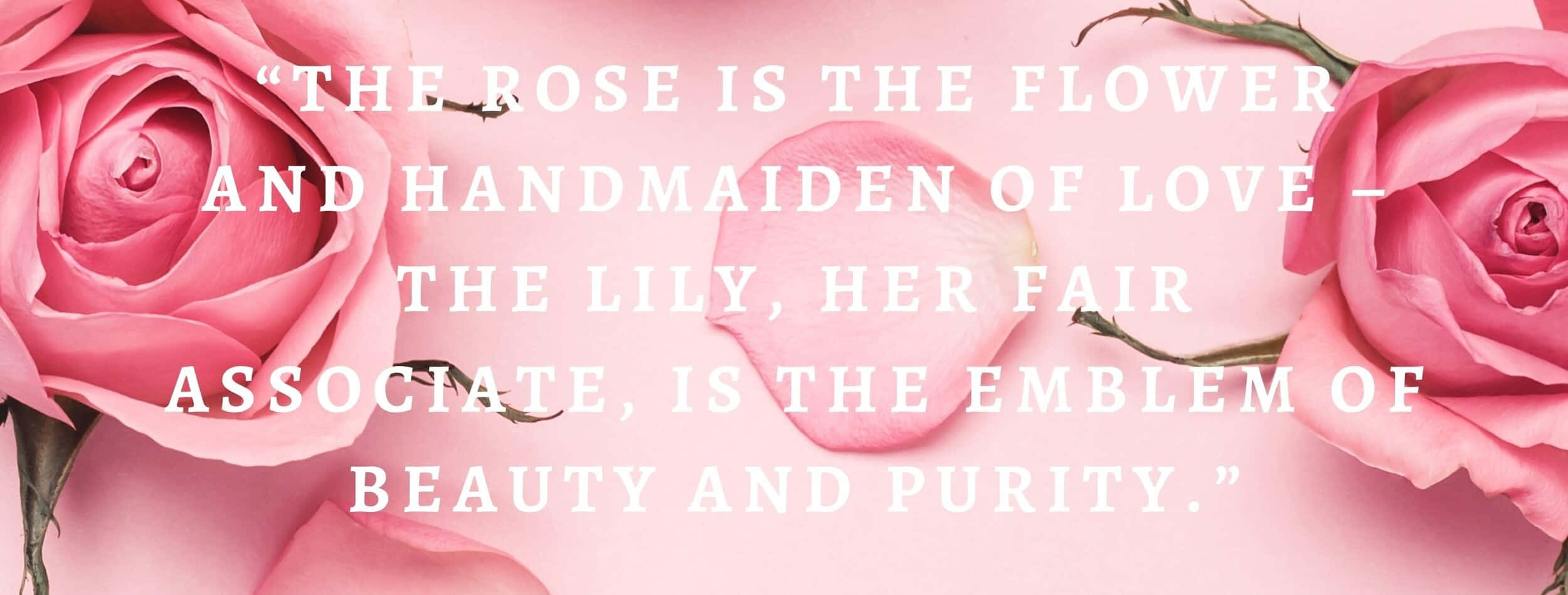 rose, pink backdrop, pastel pink background, Full HD Desktop Wallpaper