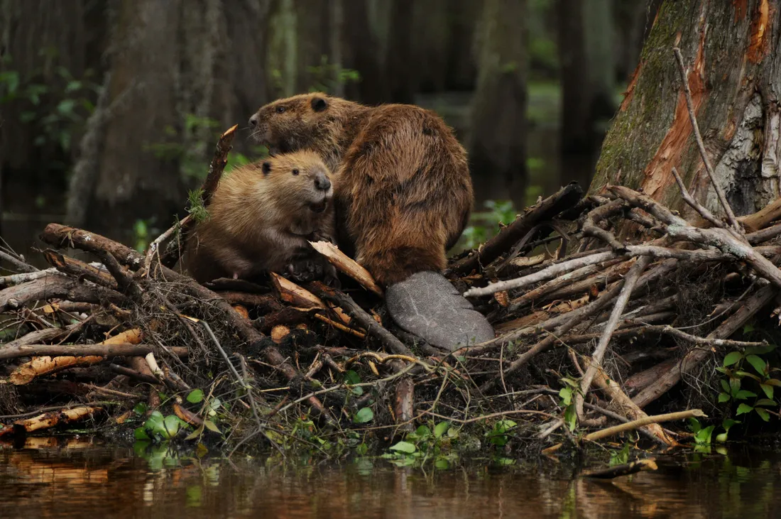 Beaver