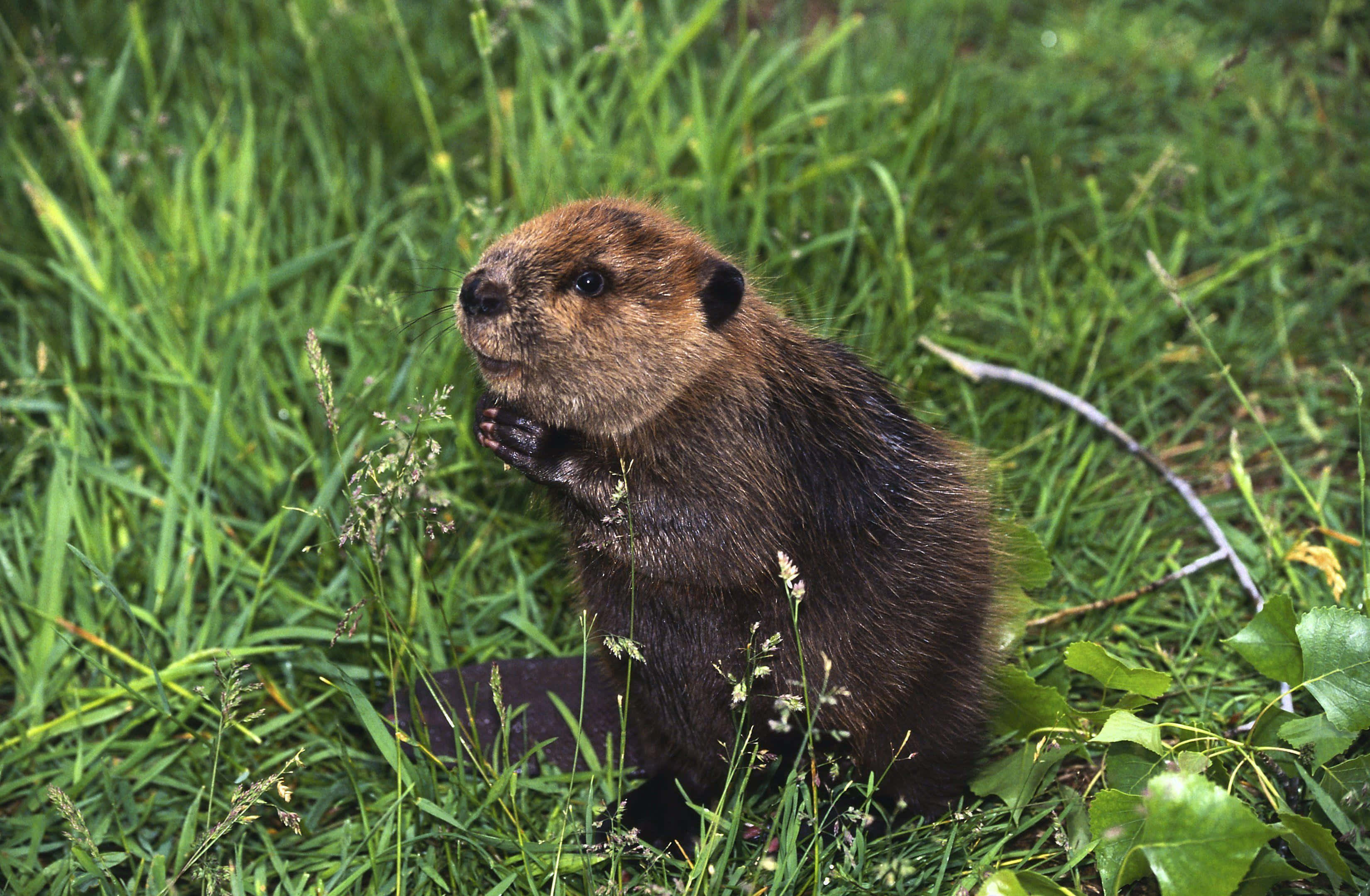 beaver, natural habitat, brown, 2K Desktop Wallpaper