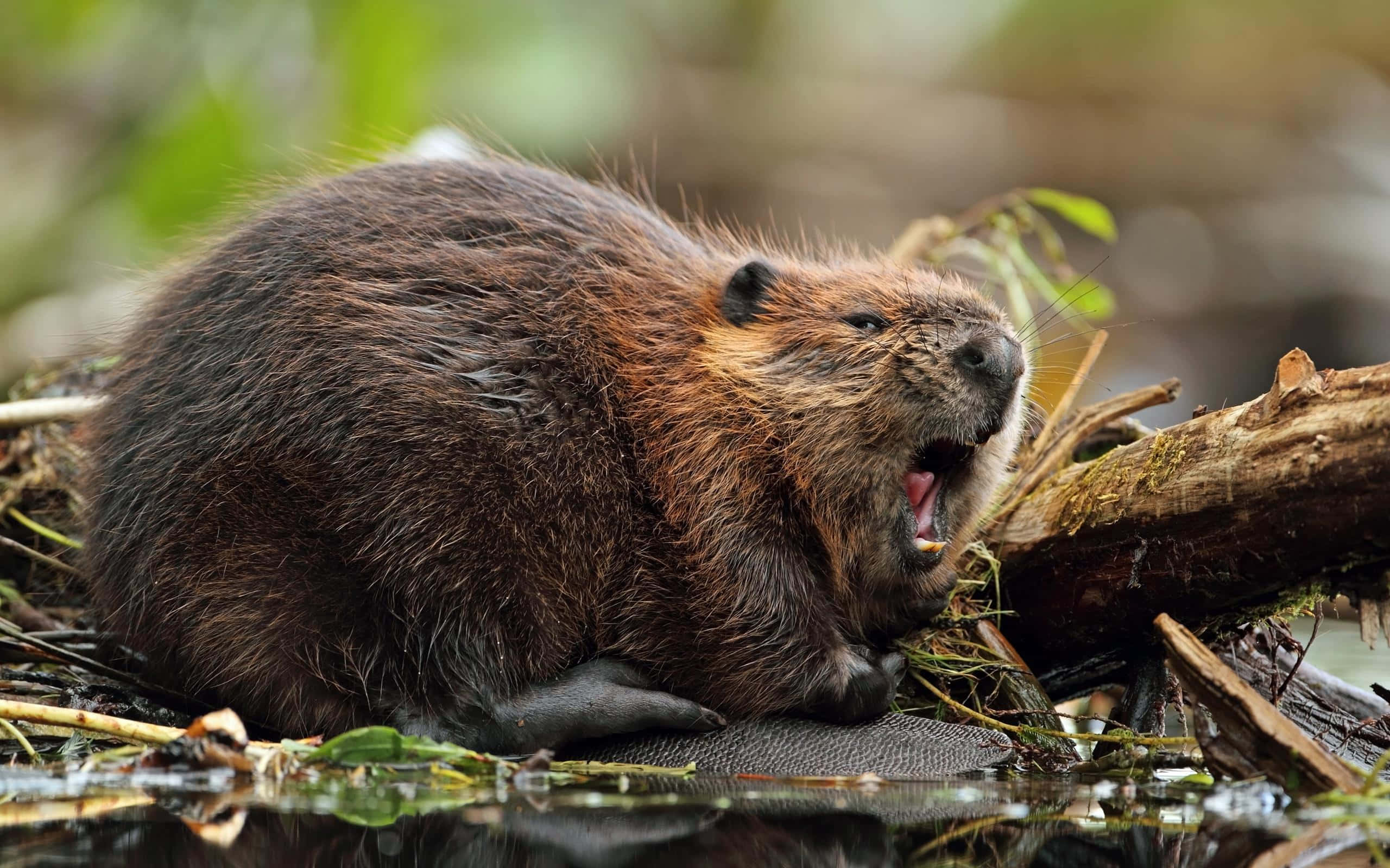 beaver, mossy log, wetland, 2K Desktop Wallpaper