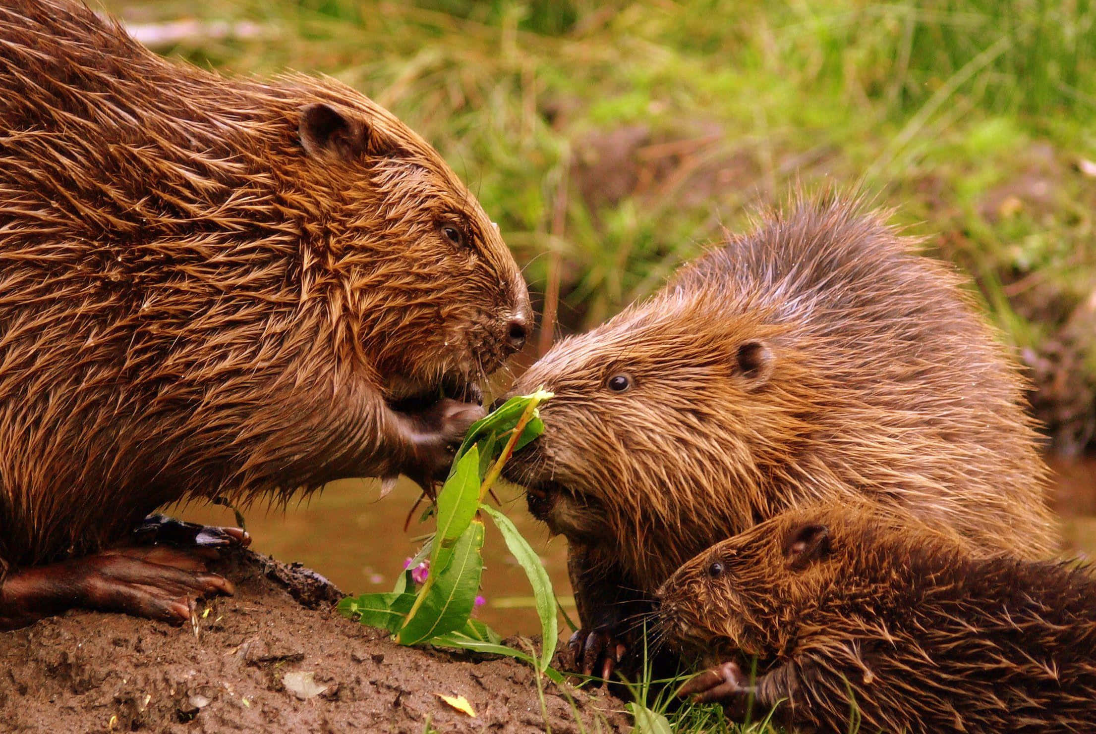 beavers, green leaf, muddy bank, Full HD Desktop Wallpaper
