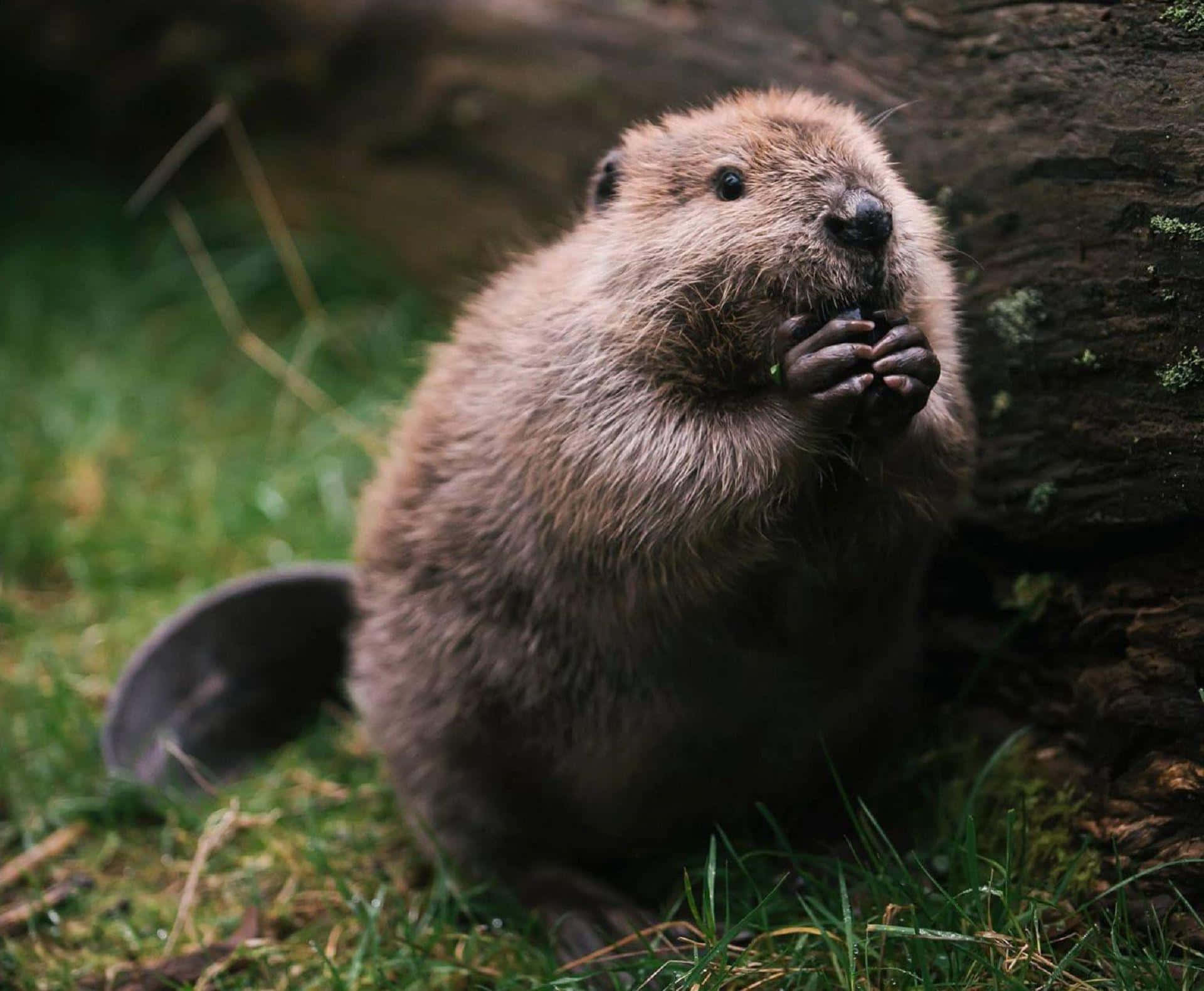 beaver, green grass, mossy log, Full HD Desktop Wallpaper
