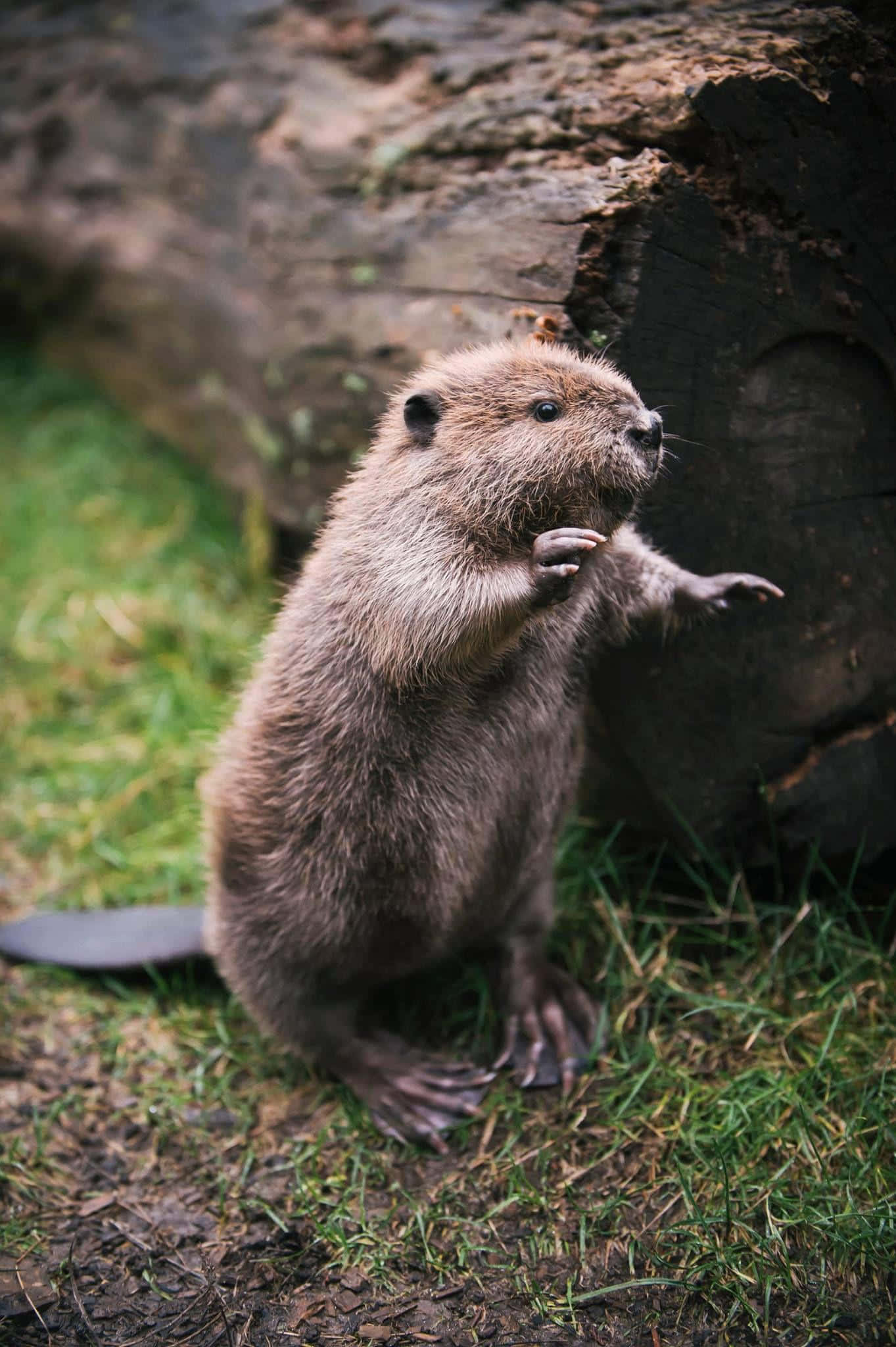 standing beaver, log, grass, Full HD Phone Wallpaper