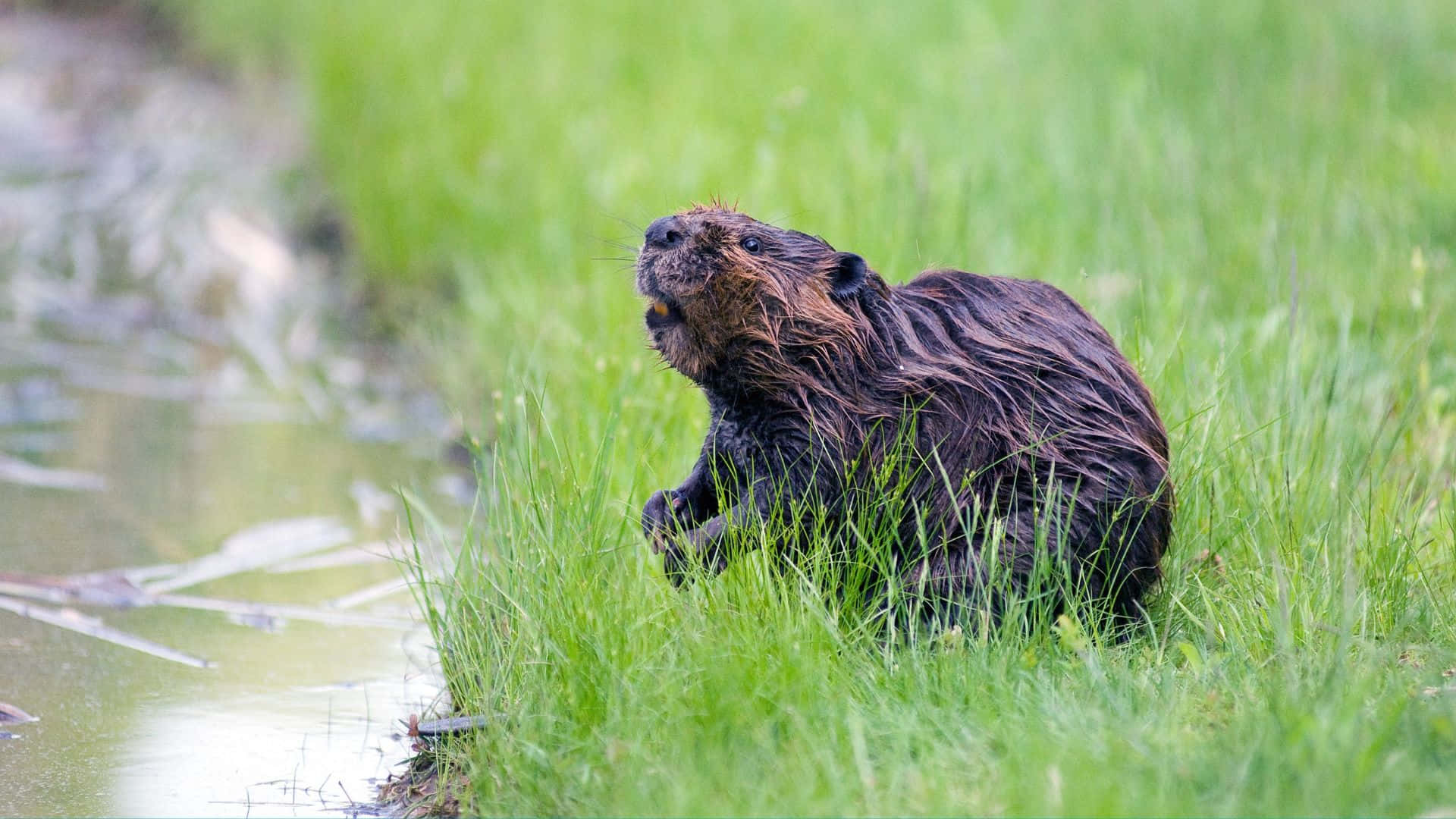 Beaver, water's edge, vibrant green grass, Full HD Desktop Wallpaper