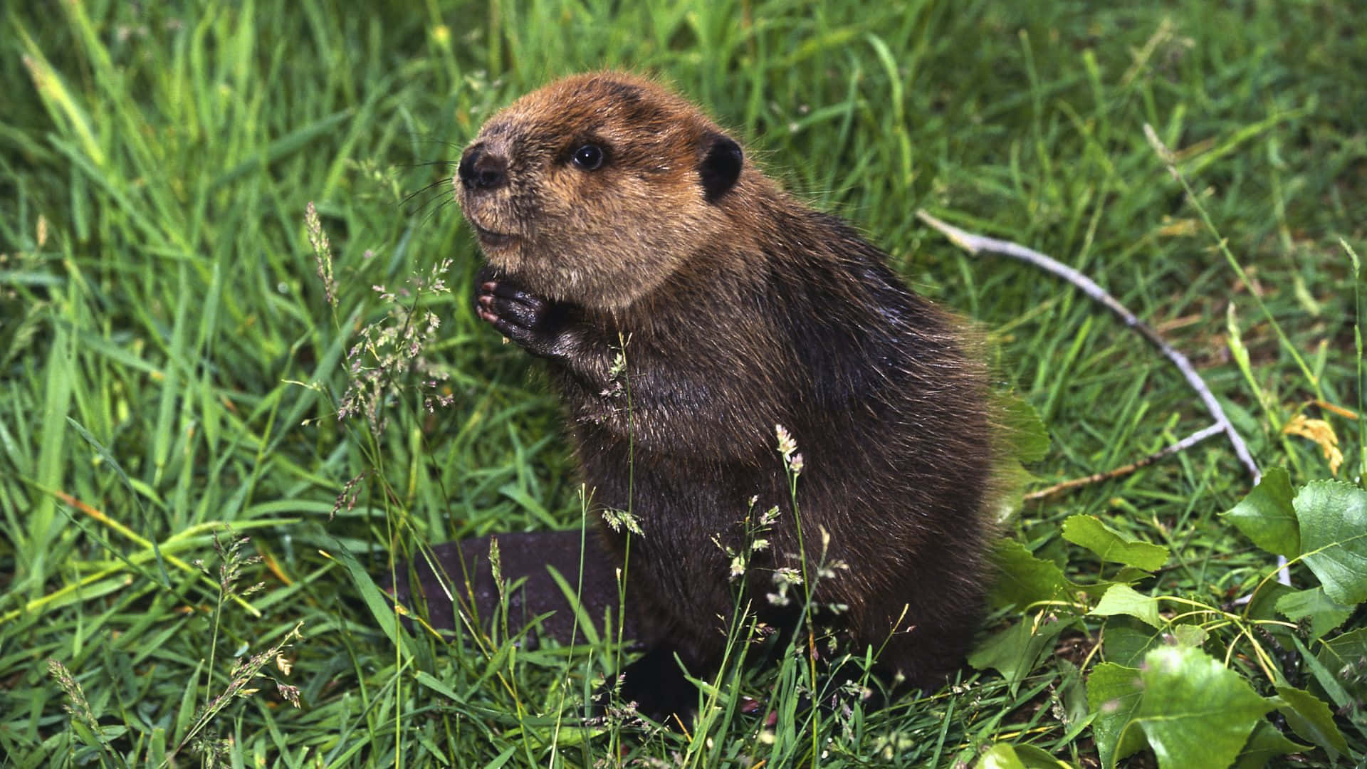 beaver, natural habitat, brown, Full HD Desktop Wallpaper