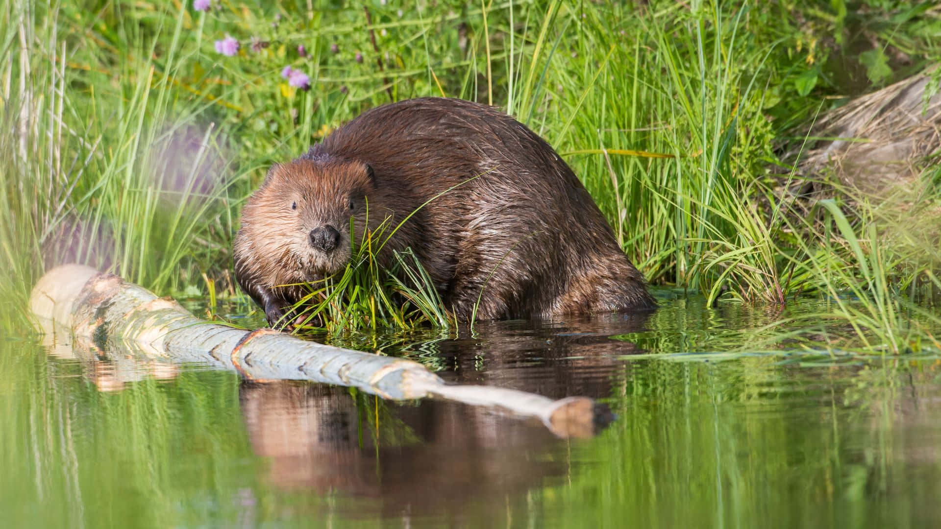 beaver, dark brown fur, calm green water, Full HD Desktop Wallpaper