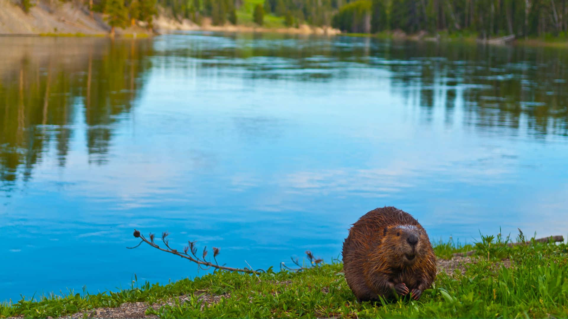 beaver, lake, grassy lakeshore, Full HD Desktop Wallpaper