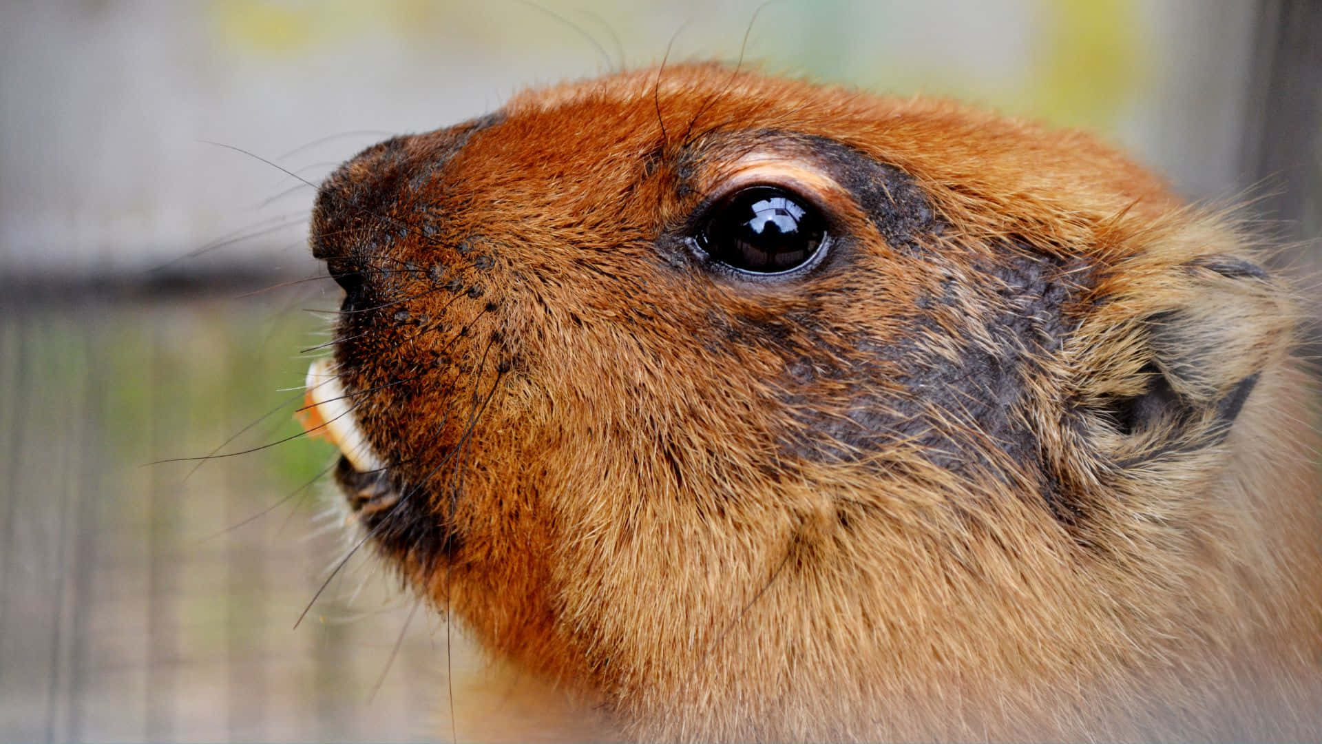beaver, furry brown rodent, large dark eyes, Full HD Desktop Wallpaper