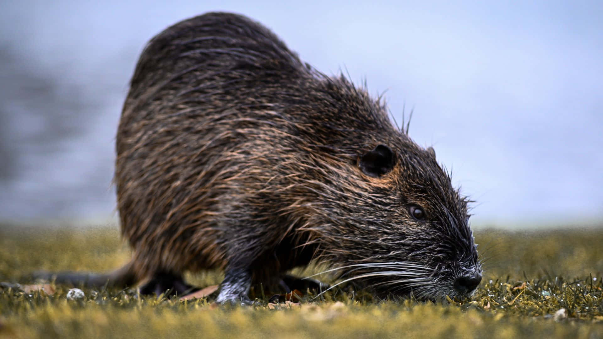 beaver, natural habitat, wet brown, Full HD Desktop Wallpaper
