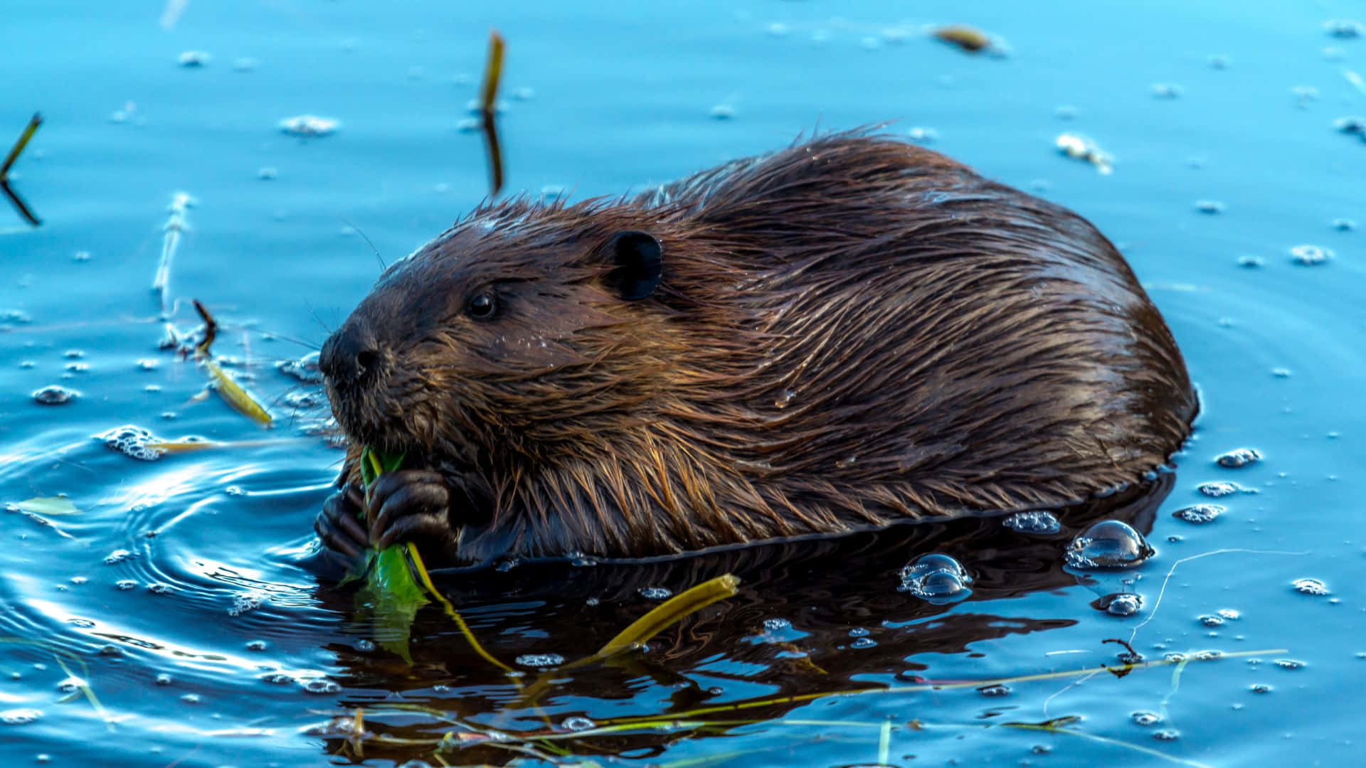 Beaver, waterweed, clear blue water, Full HD Desktop Wallpaper