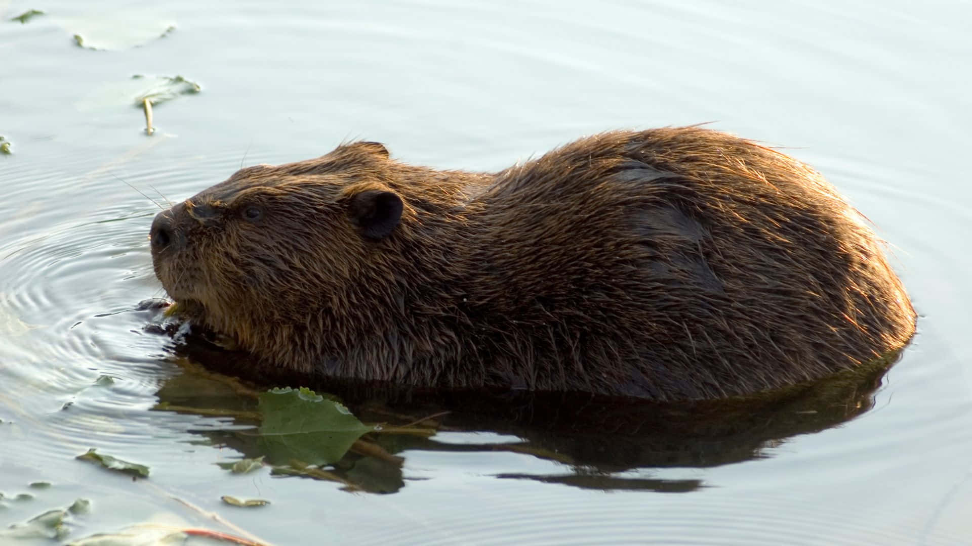 beaver, water, brown, Full HD Desktop Wallpaper