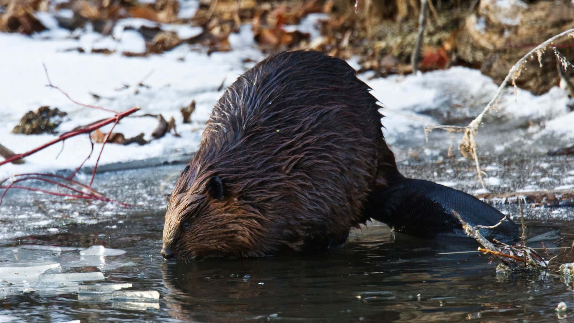 Beaver, icy water, snow, Full HD Desktop Wallpaper