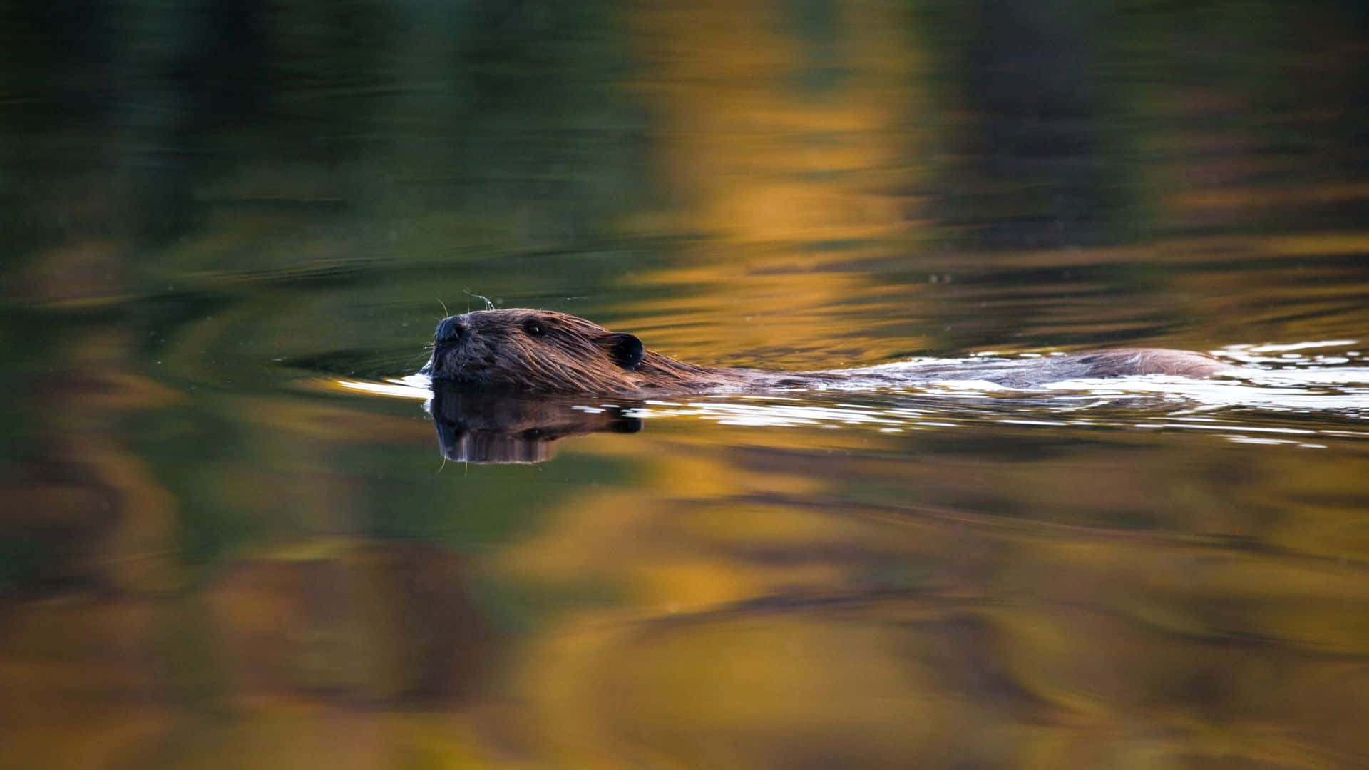 beaver, autumn reflections, golden-tinged water, Full HD Desktop Wallpaper