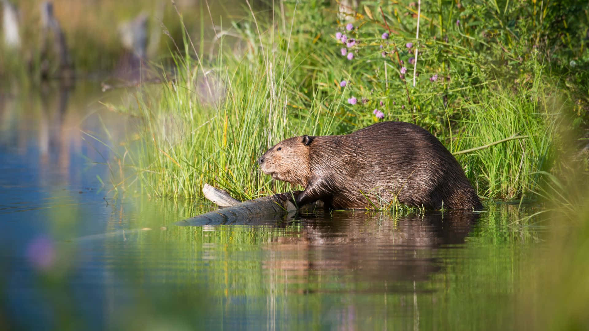 beaver, water's edge, shallow water, Full HD Desktop Wallpaper