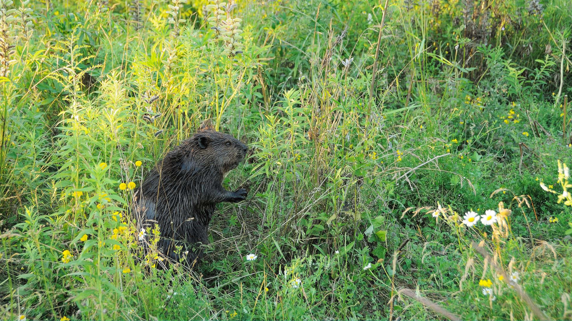 beaver, natural habitat, sunlit meadow, Full HD Desktop Wallpaper