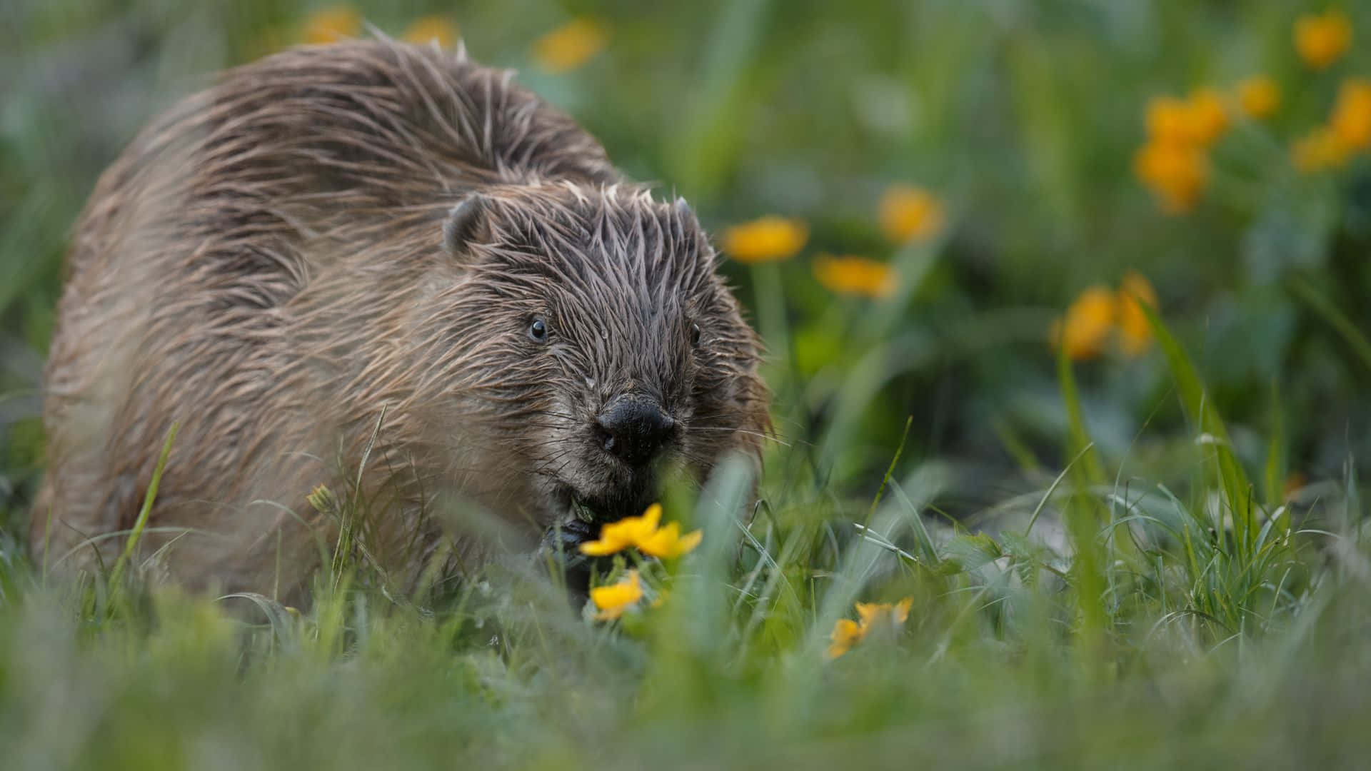 beaver, lush green grass, bright yellow flowers, Full HD Desktop Wallpaper