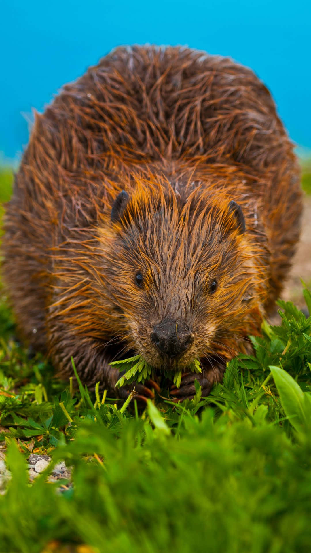 beaver, brown fur, green grass, Full HD Phone Wallpaper