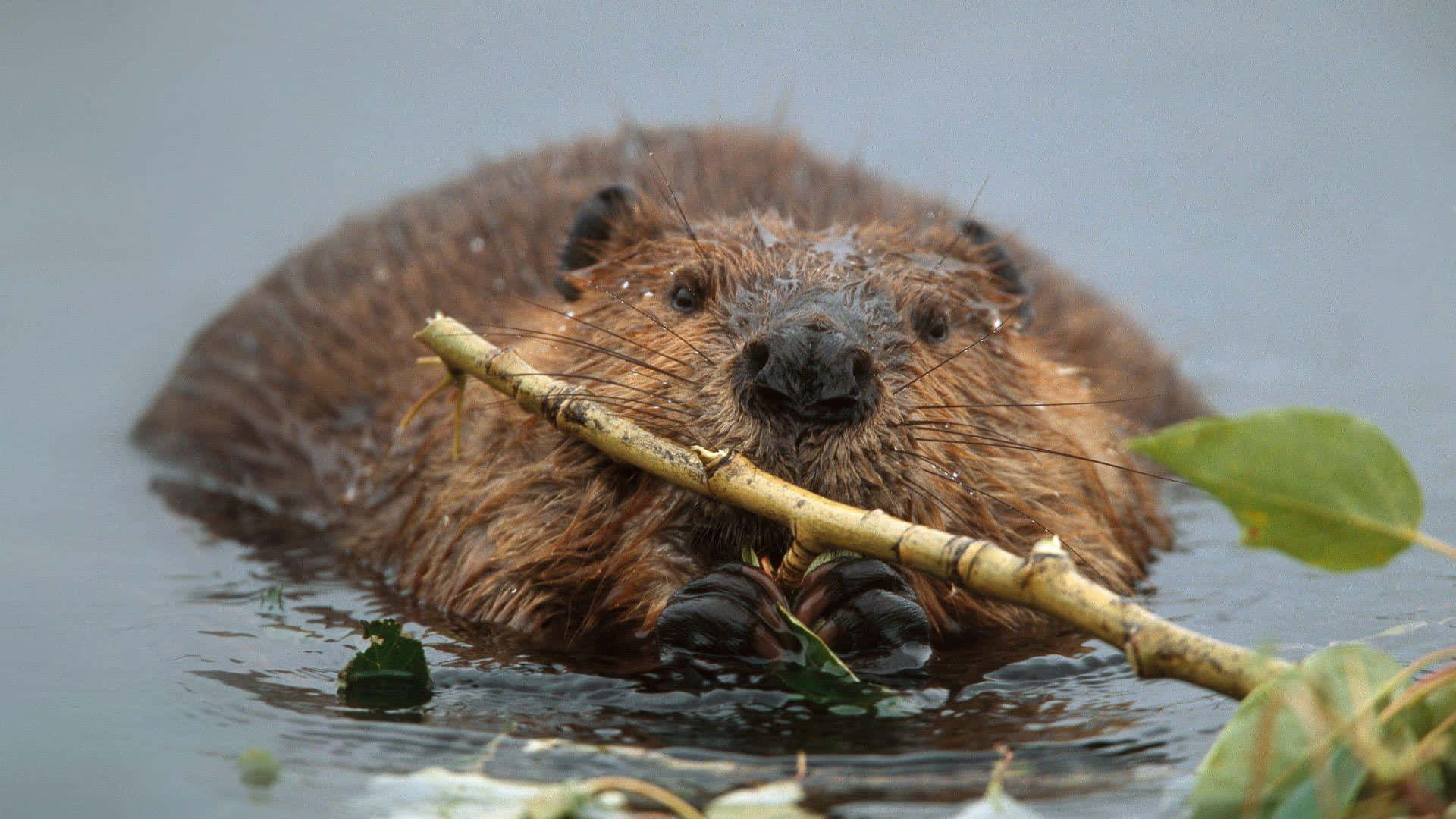 beaver, dark brown fur, light branch, Full HD Desktop Wallpaper