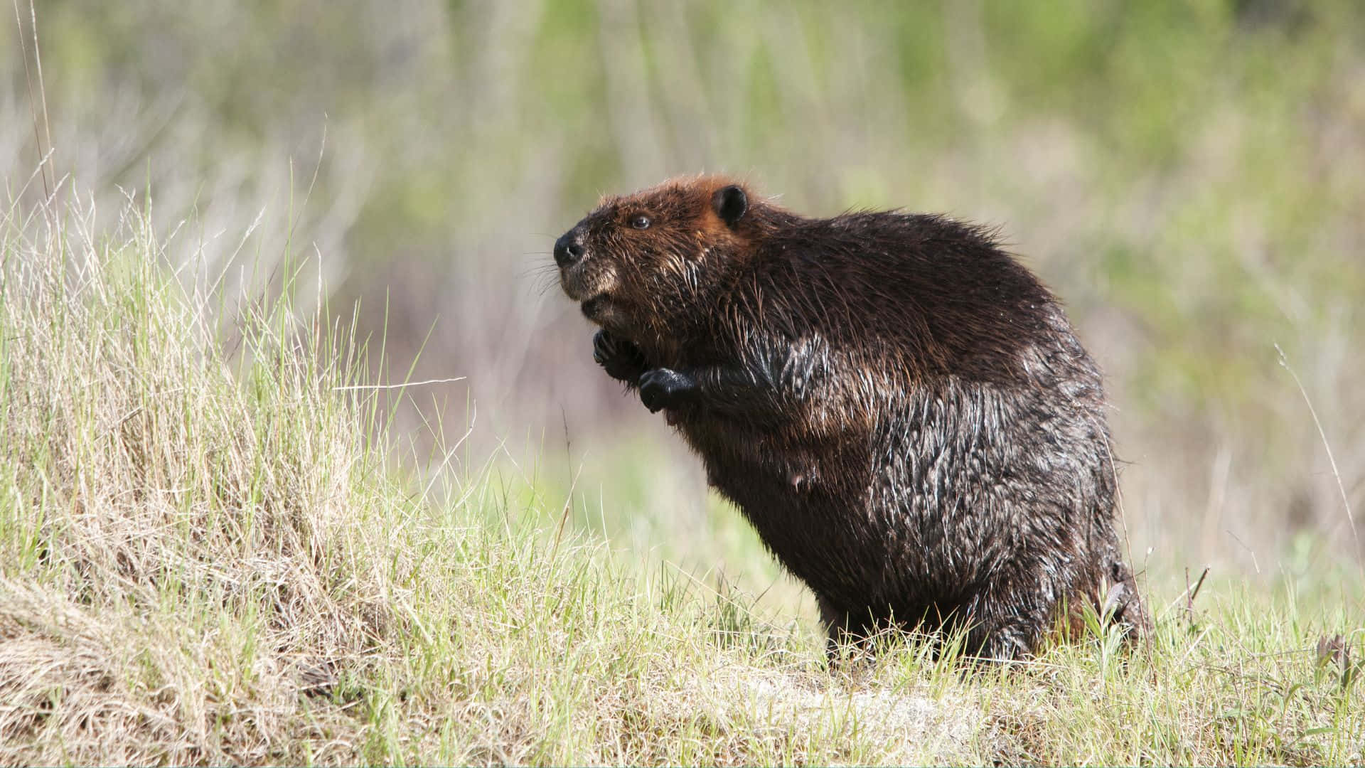 beaver, grassy field, tall grass, Full HD Desktop Wallpaper