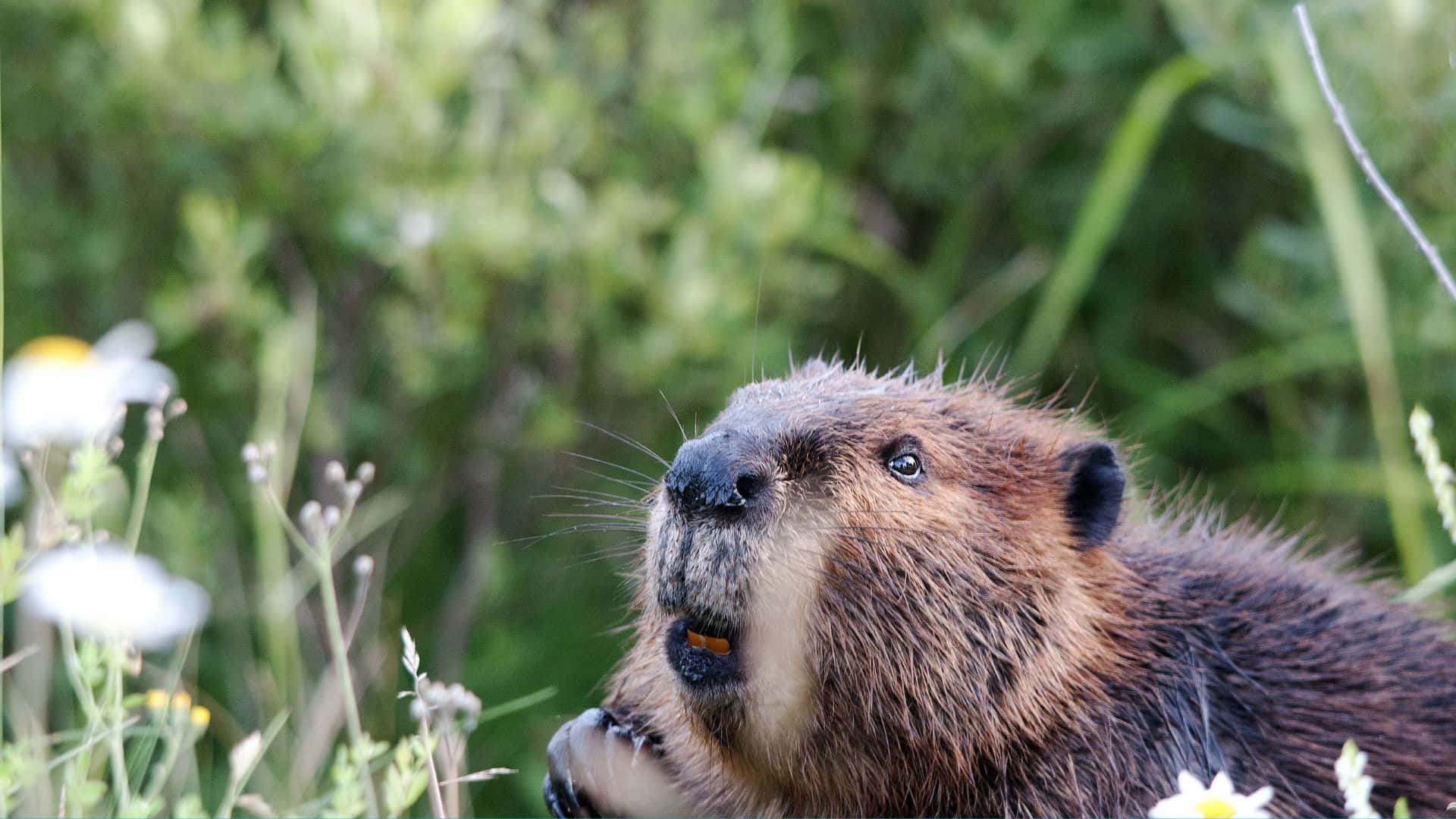 beaver, sunlit meadow, daisies, Full HD Desktop Wallpaper