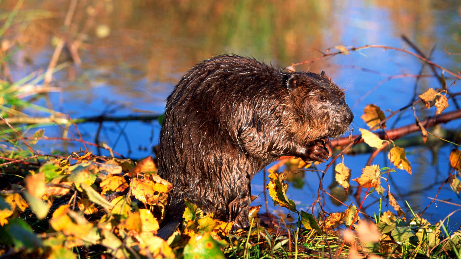 beaver, golden autumn leaves, calm blue pond, Full HD Desktop Wallpaper