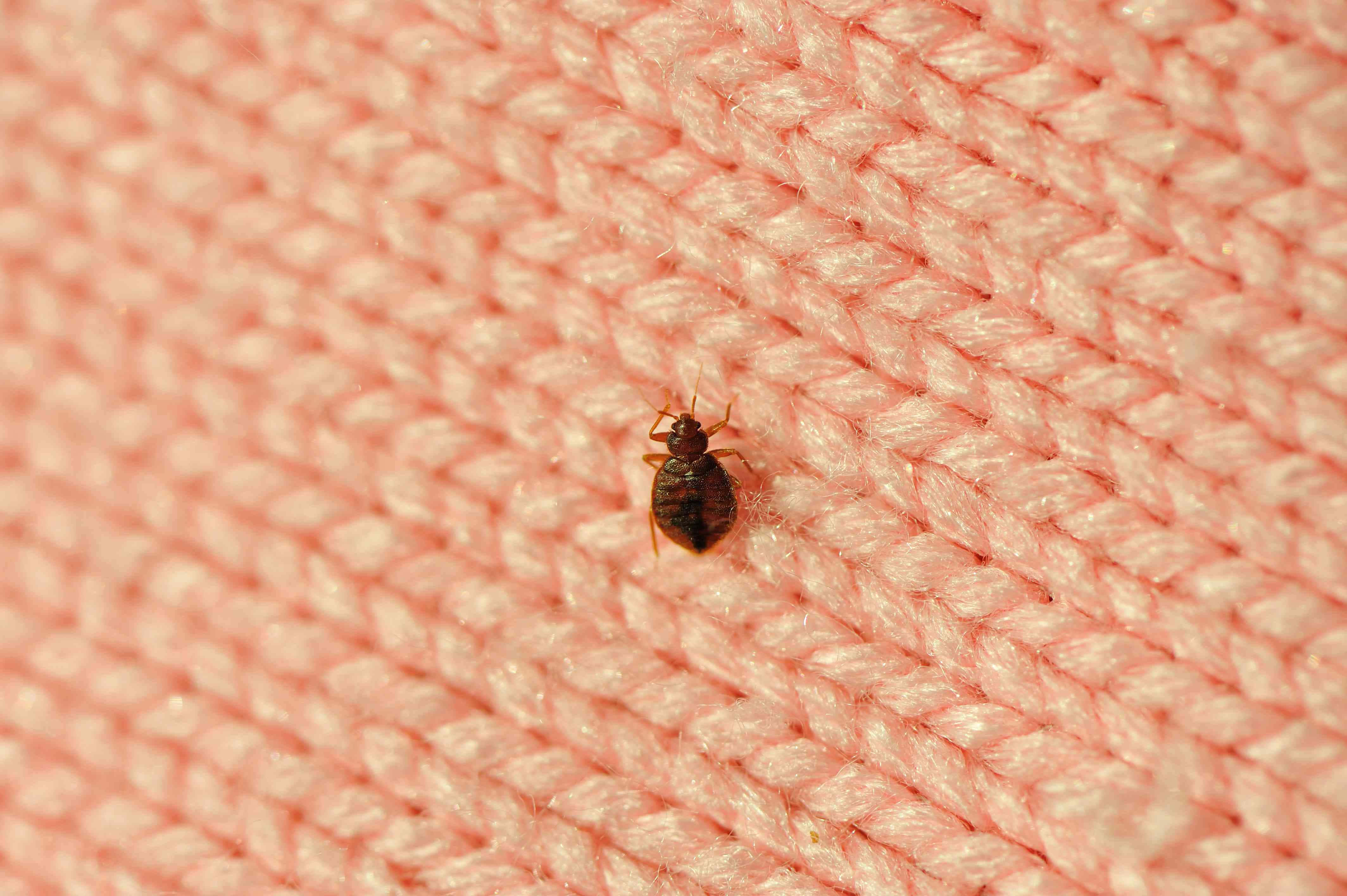 Bed Bugon Fabric, dark brown, soft pink knitted fabric, 4K Desktop Wallpaper