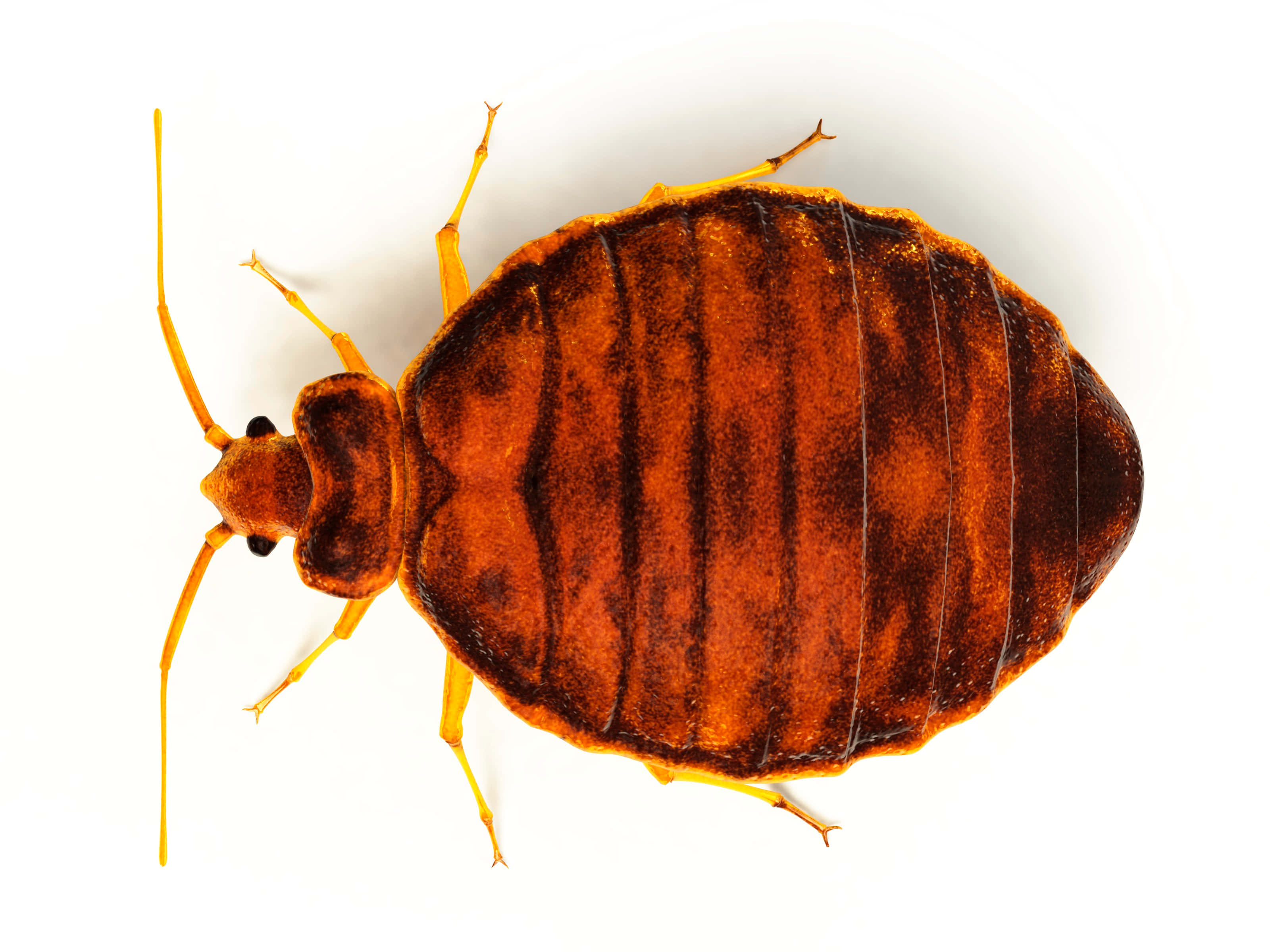 bed bug, brownish-orange, segmented shell, 2K Desktop Wallpaper