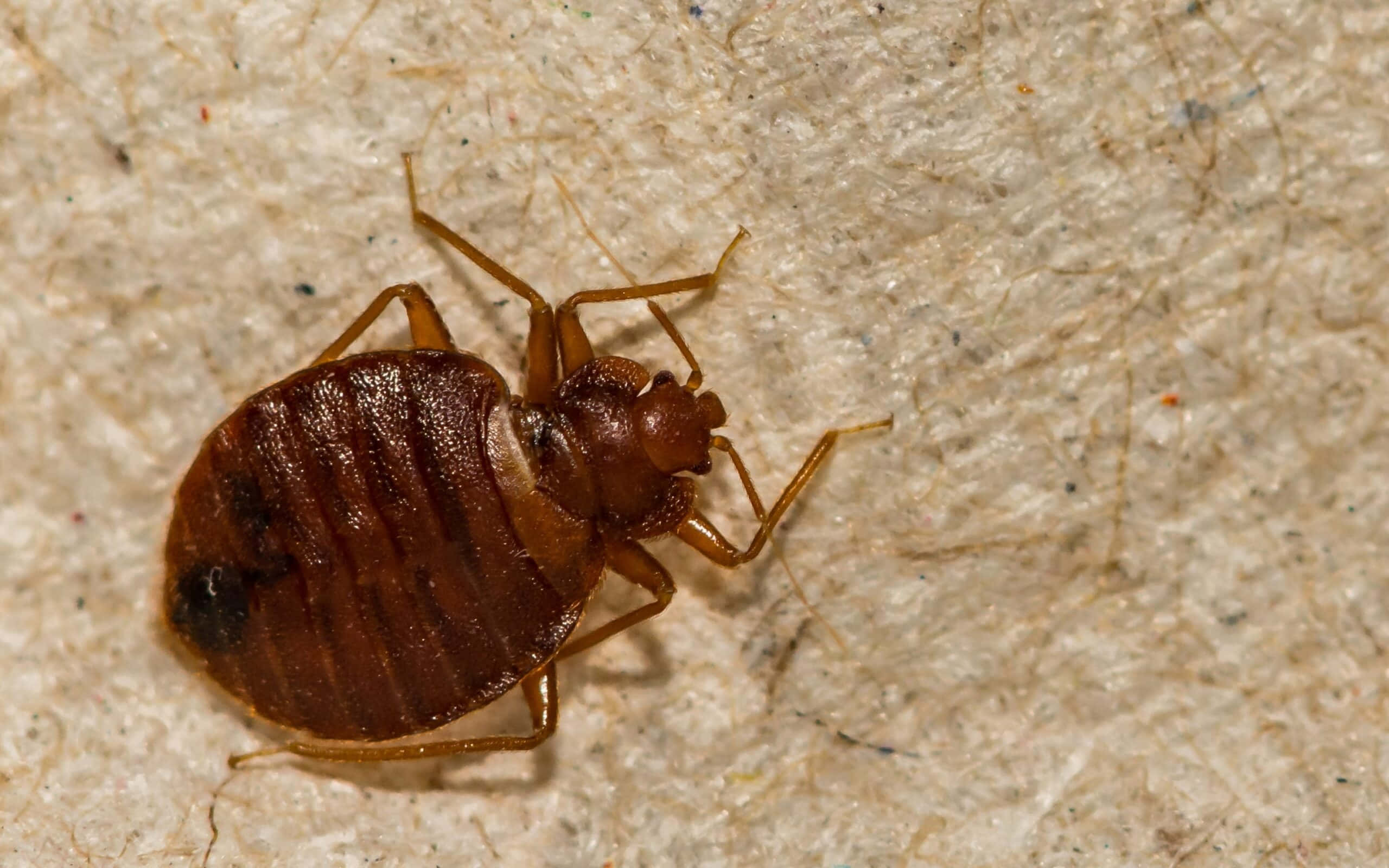 bed bug, beige, textured, 2K Desktop Wallpaper