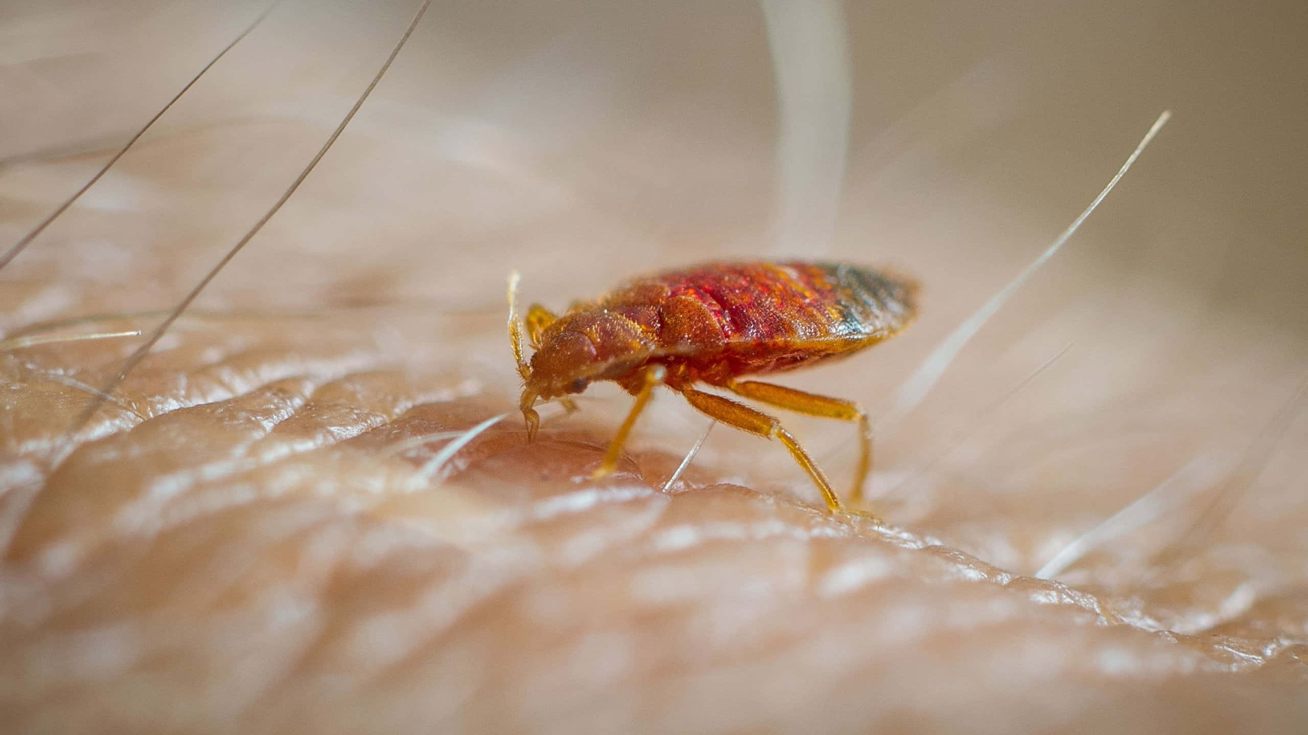 bed bug, reddish-brown, human skin, 2K Desktop Wallpaper