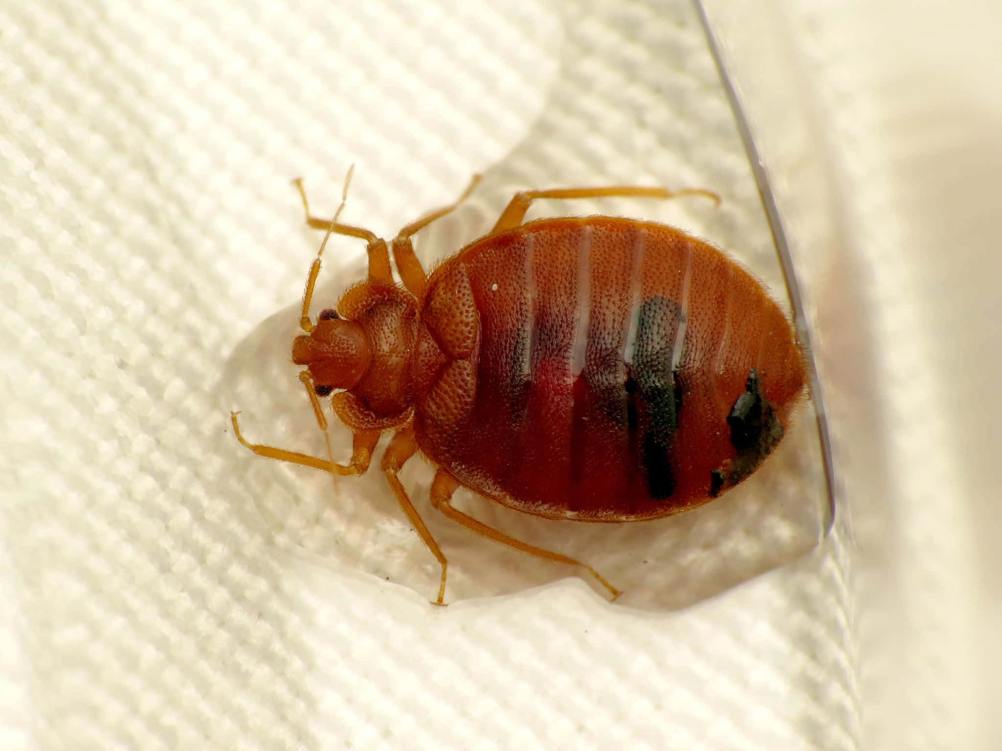 bed bug, reddish-brown, black markings, Full HD Desktop Wallpaper