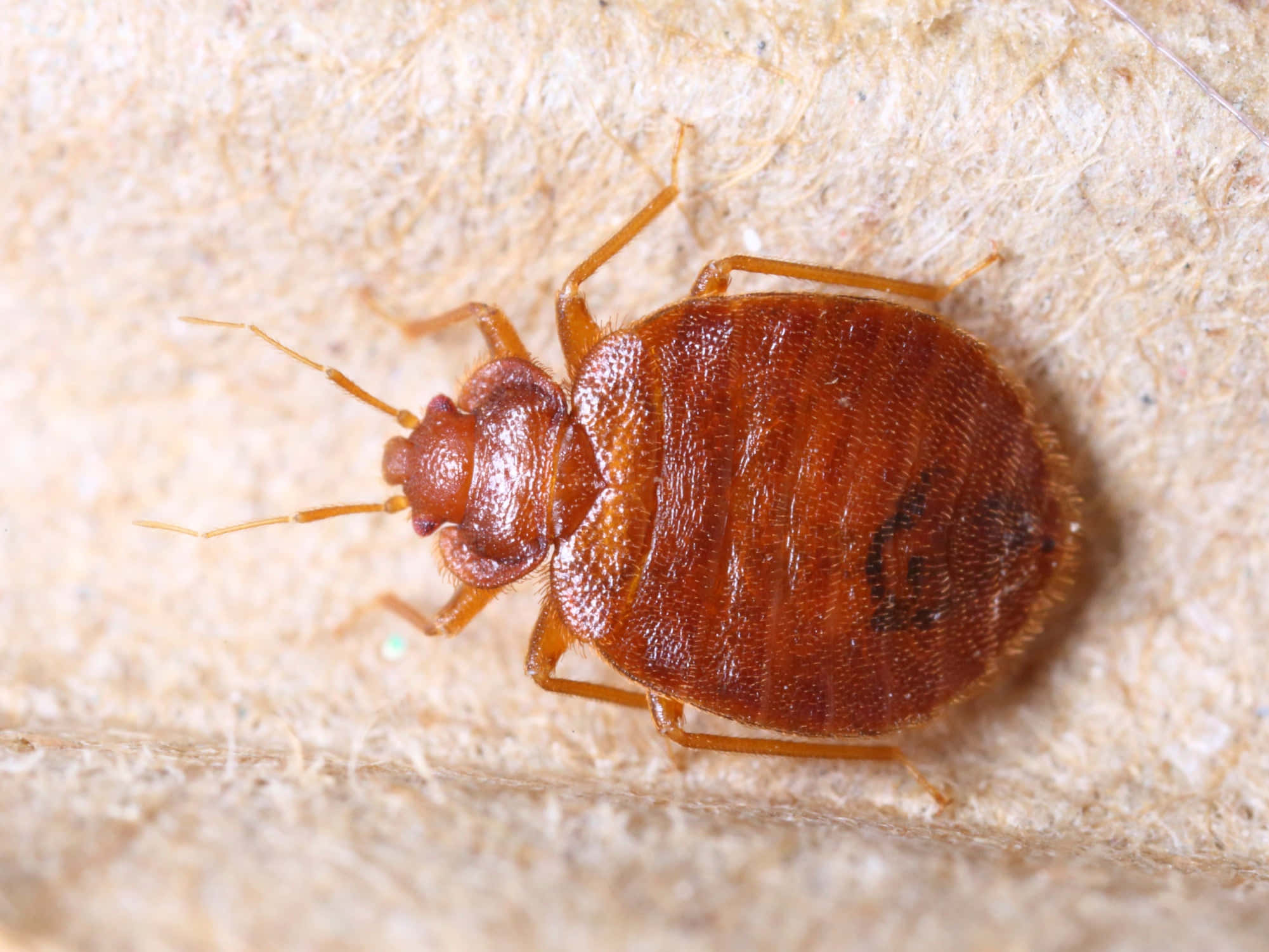 bed bug, textured beige fabric, reddish-brown, Full HD Desktop Wallpaper