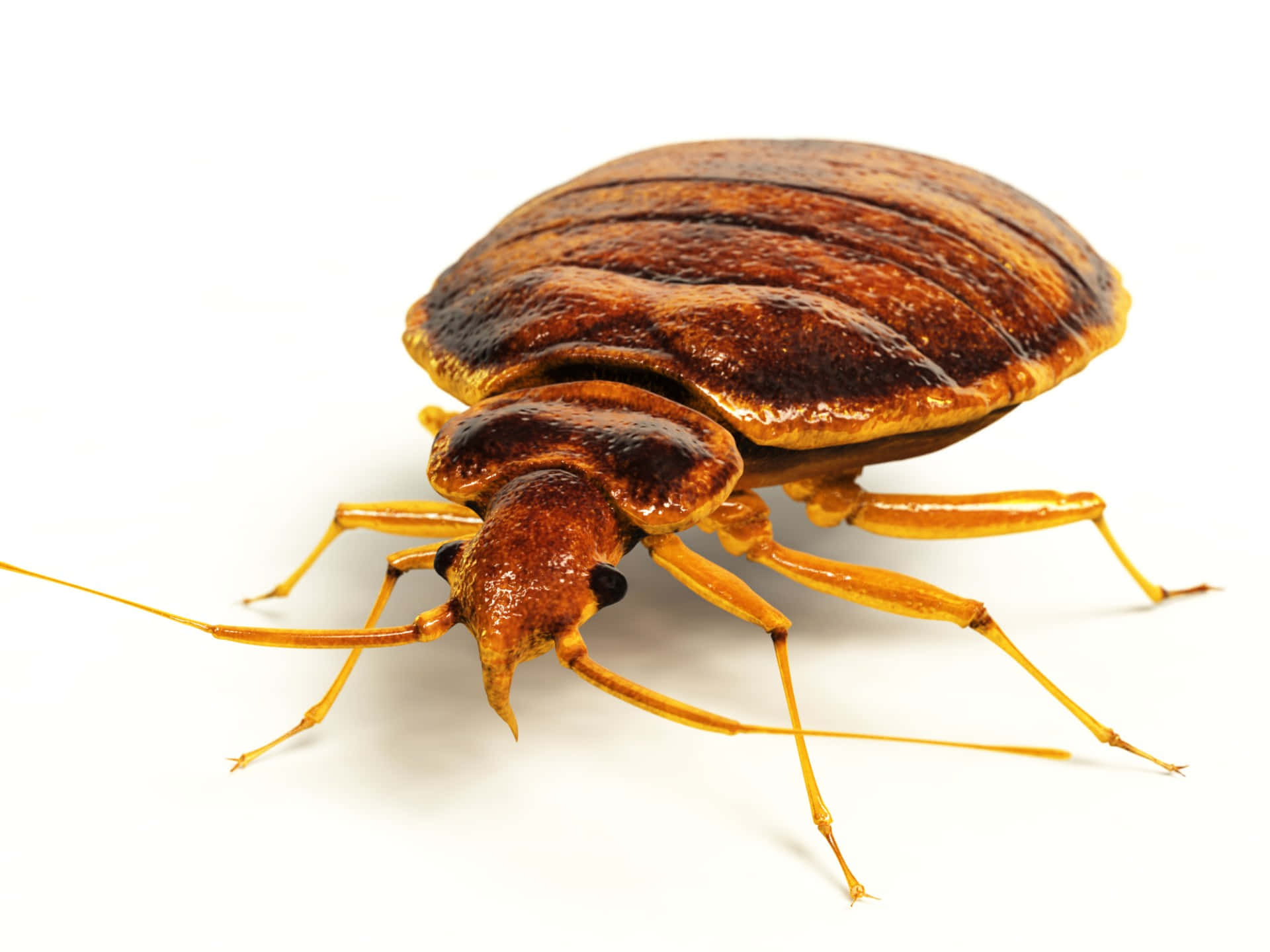 bed bug, brownish, segmented shell, Full HD Desktop Wallpaper