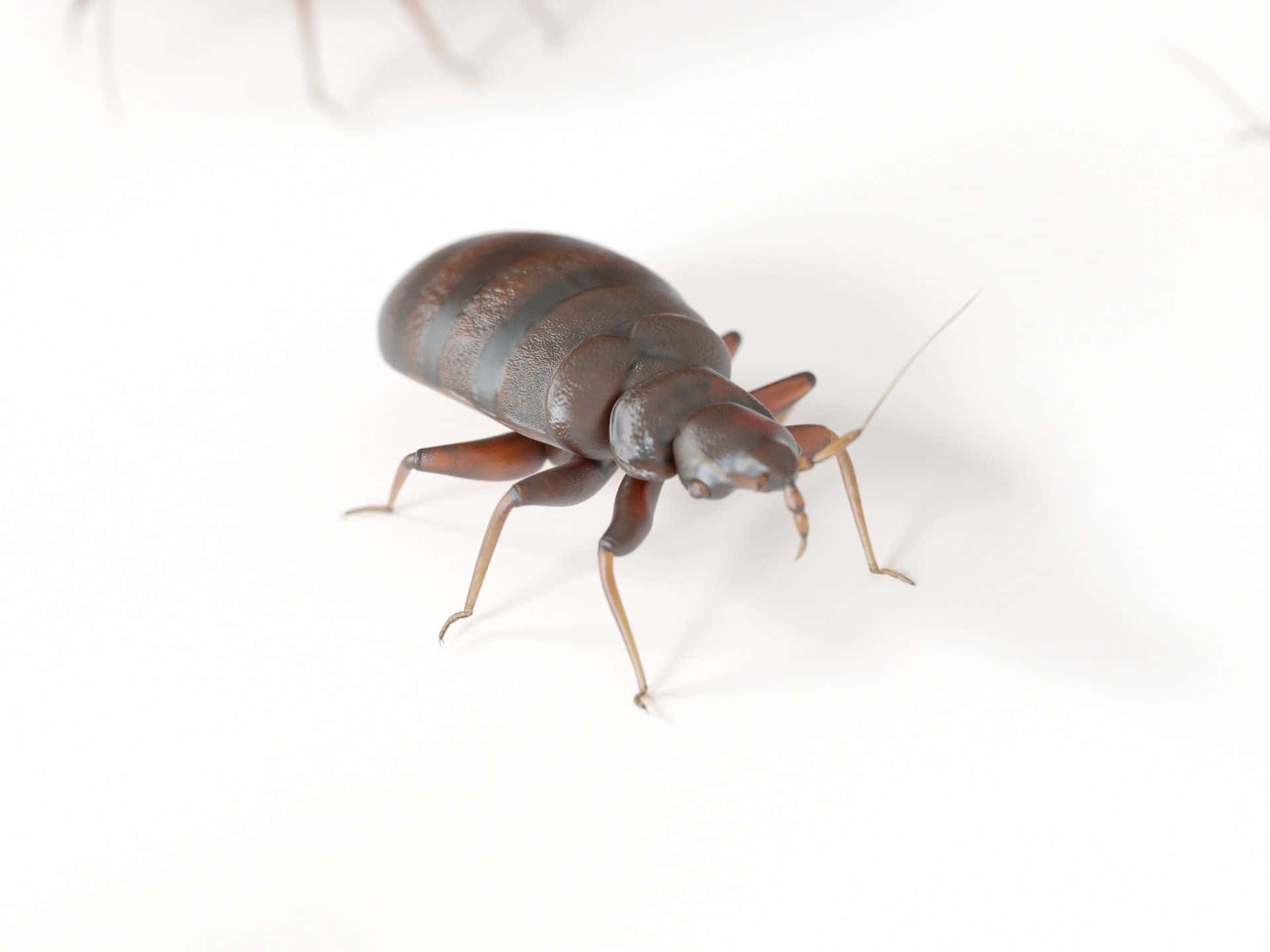 bed bug, dark brown, segmented body, Full HD Desktop Wallpaper