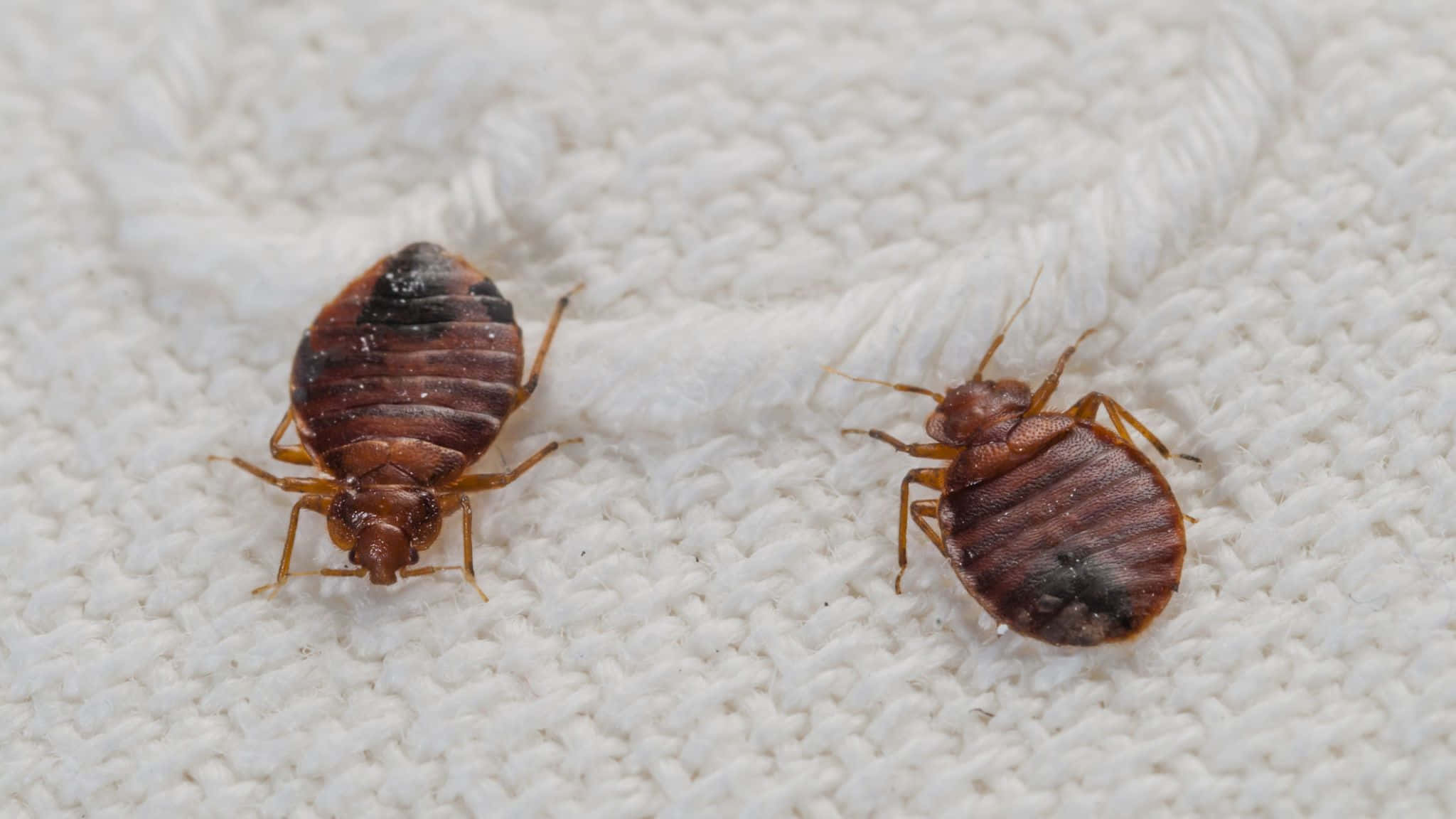 Bed Bugson Fabric, reddish brown, dark markings, Full HD Desktop Wallpaper