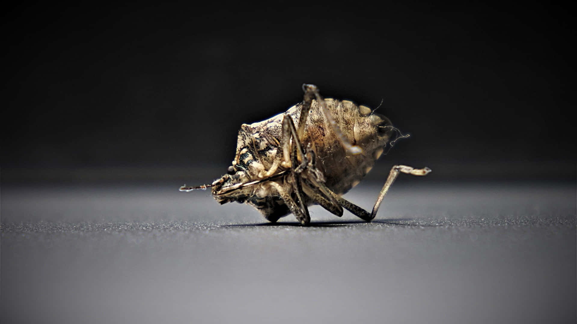 bed bug, dried brown, gray surface, Full HD Desktop Wallpaper