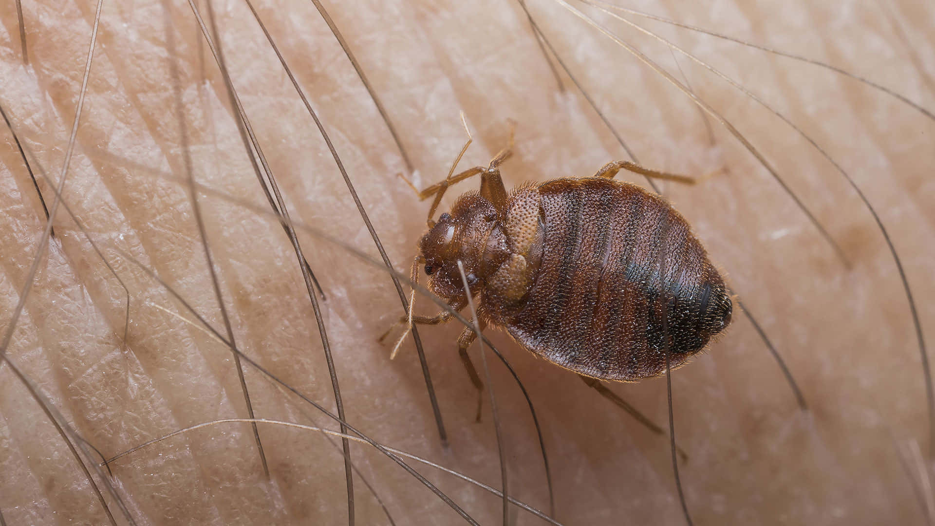 bed bug, brown oval, human skin, Full HD Desktop Wallpaper