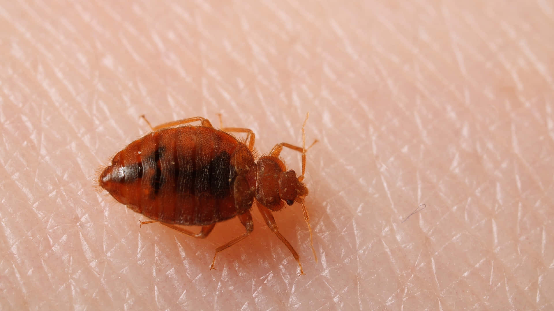 bed bug, human skin, pores, Full HD Desktop Wallpaper