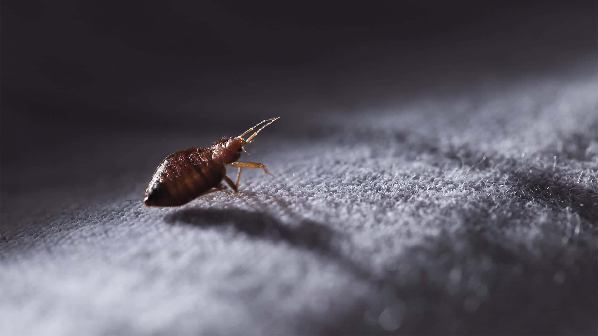 bed bug, gray fabric, textured, Full HD Desktop Wallpaper