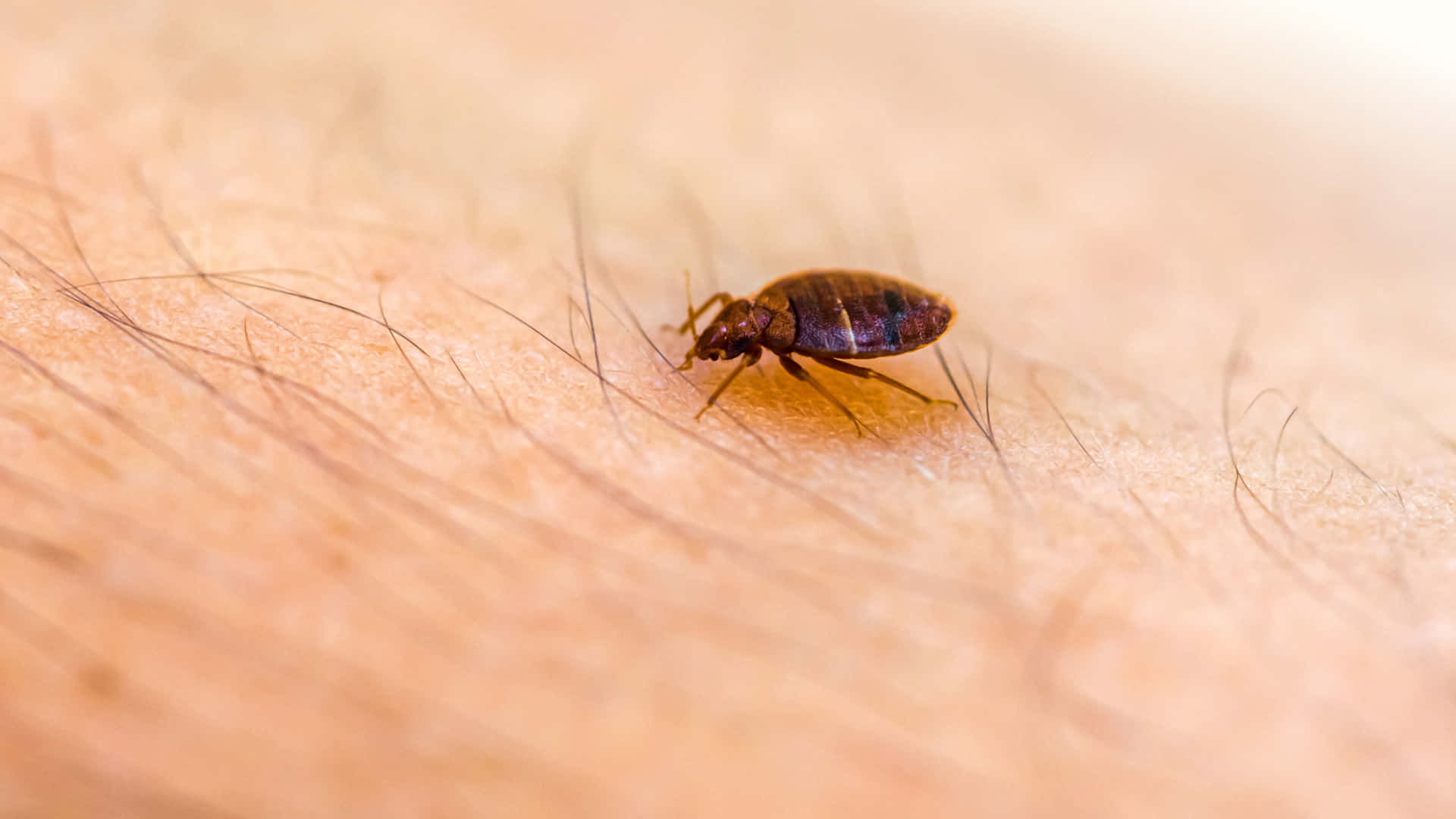 bed bug, human skin, dark brown, Full HD Desktop Wallpaper
