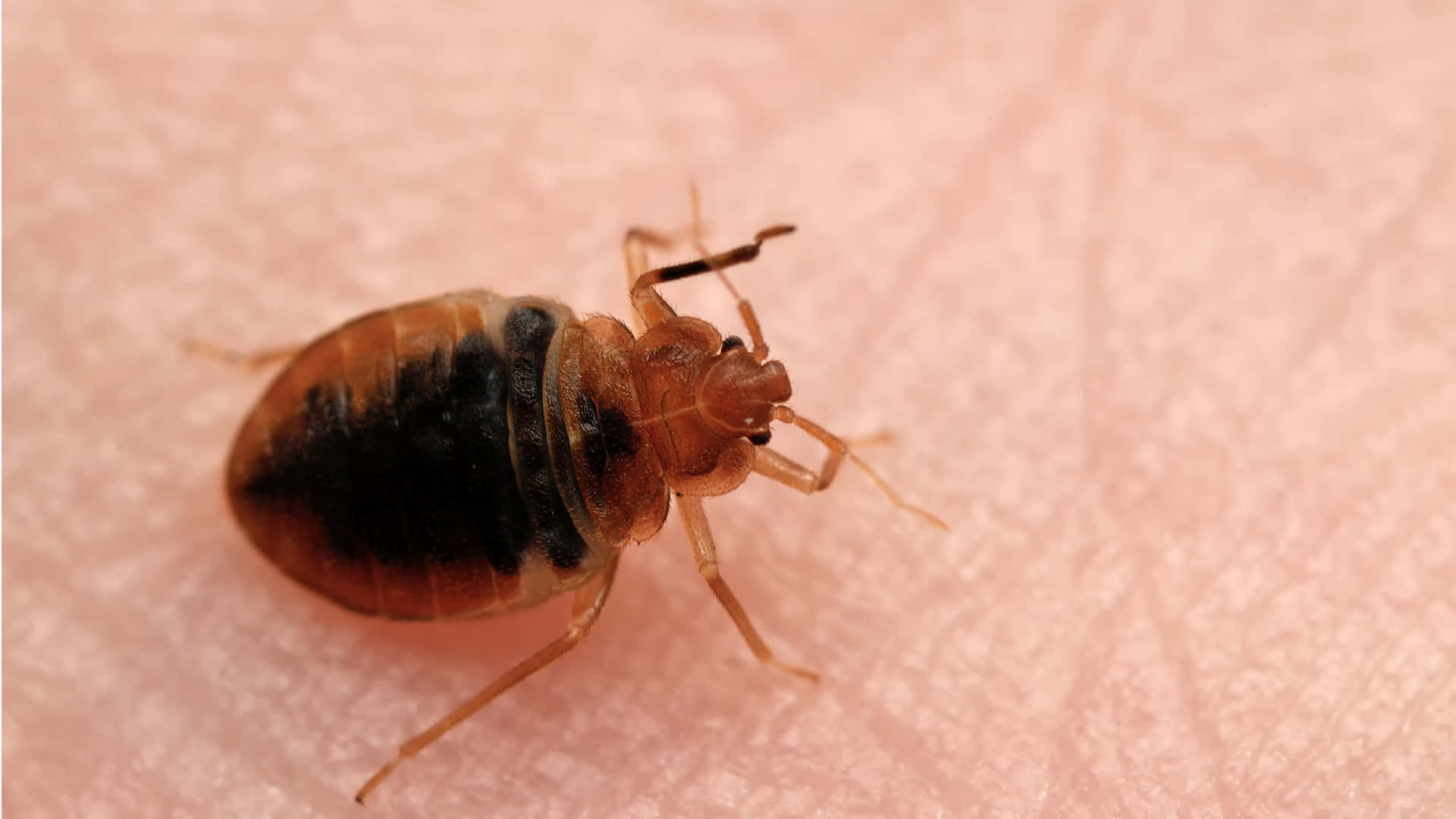 bed bug, human skin, pores, Full HD Desktop Wallpaper