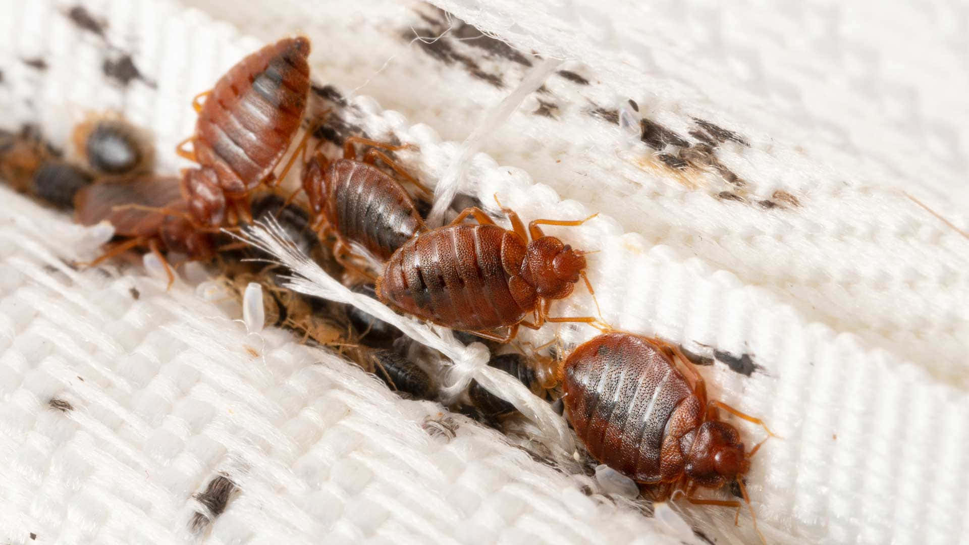 bed bugs, reddish-brown, textured white fabric, Full HD Desktop Wallpaper