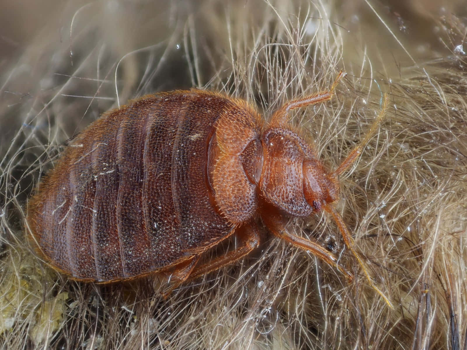 bed bug, fabric, reddish-brown, HD Desktop Wallpaper