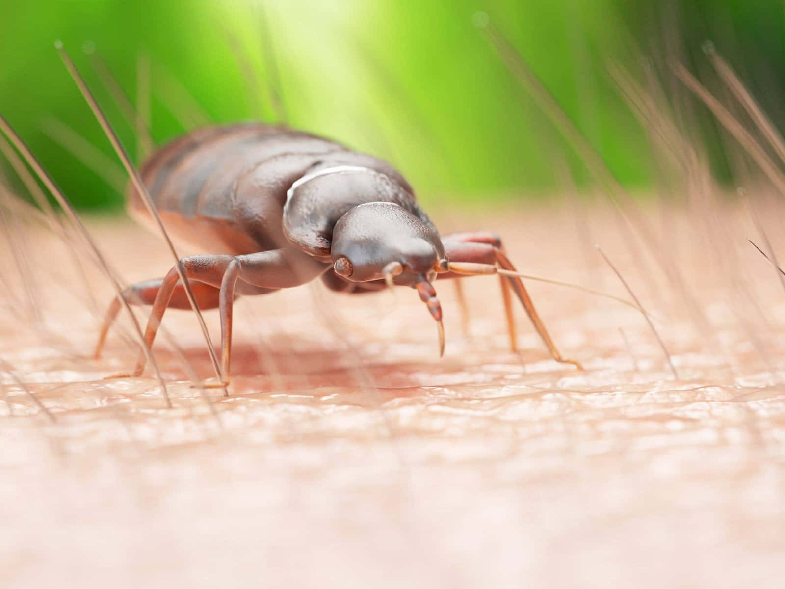 bed bug, dark brown, human skin, HD Desktop Wallpaper