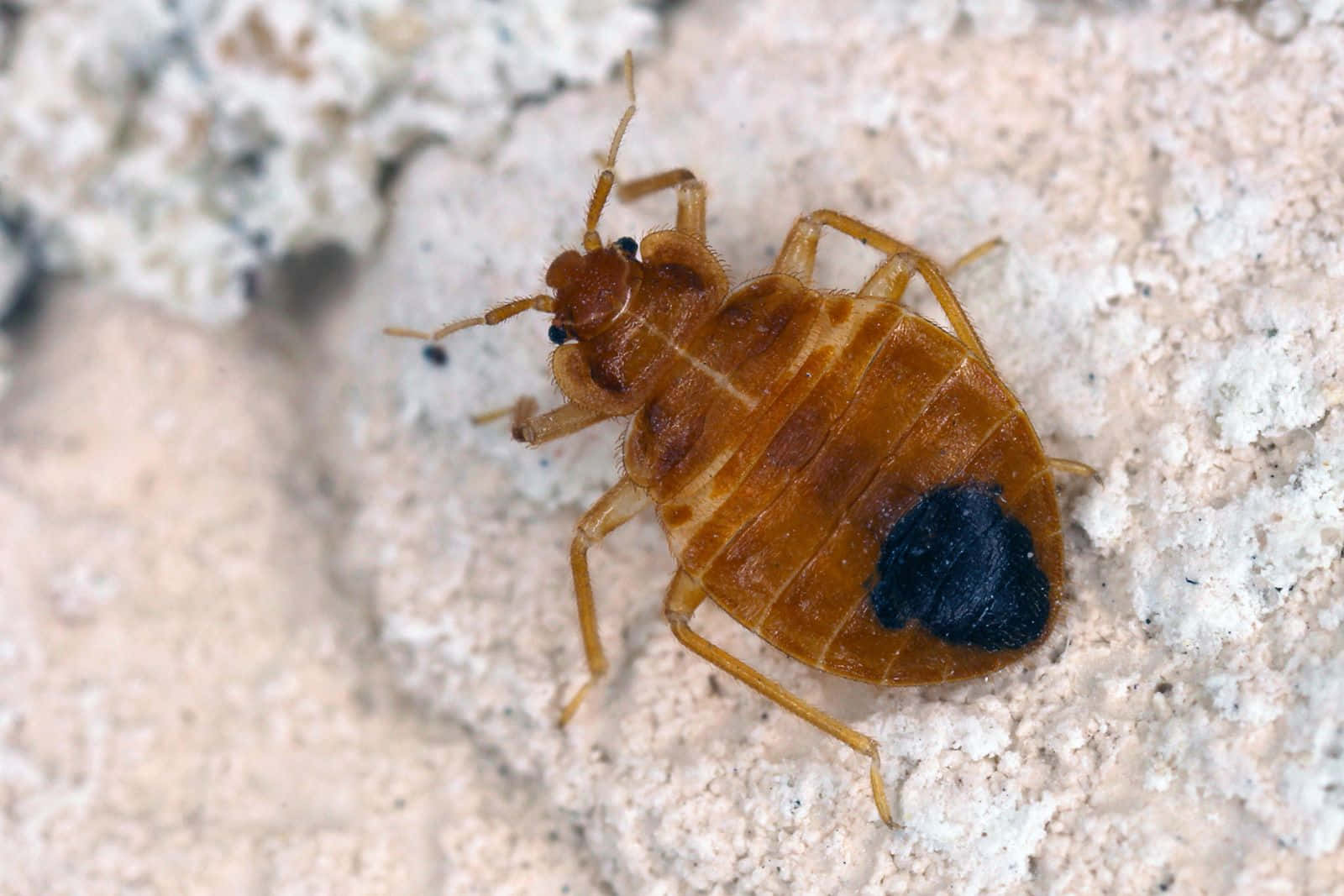bed bug, brown, dark spot, HD Desktop Wallpaper